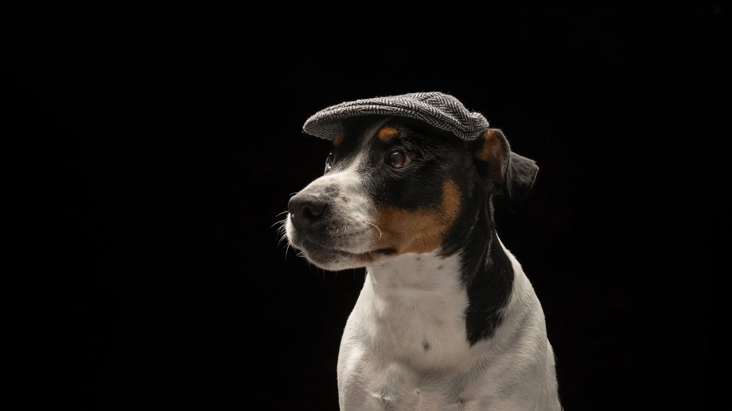 Benji 13.jpg