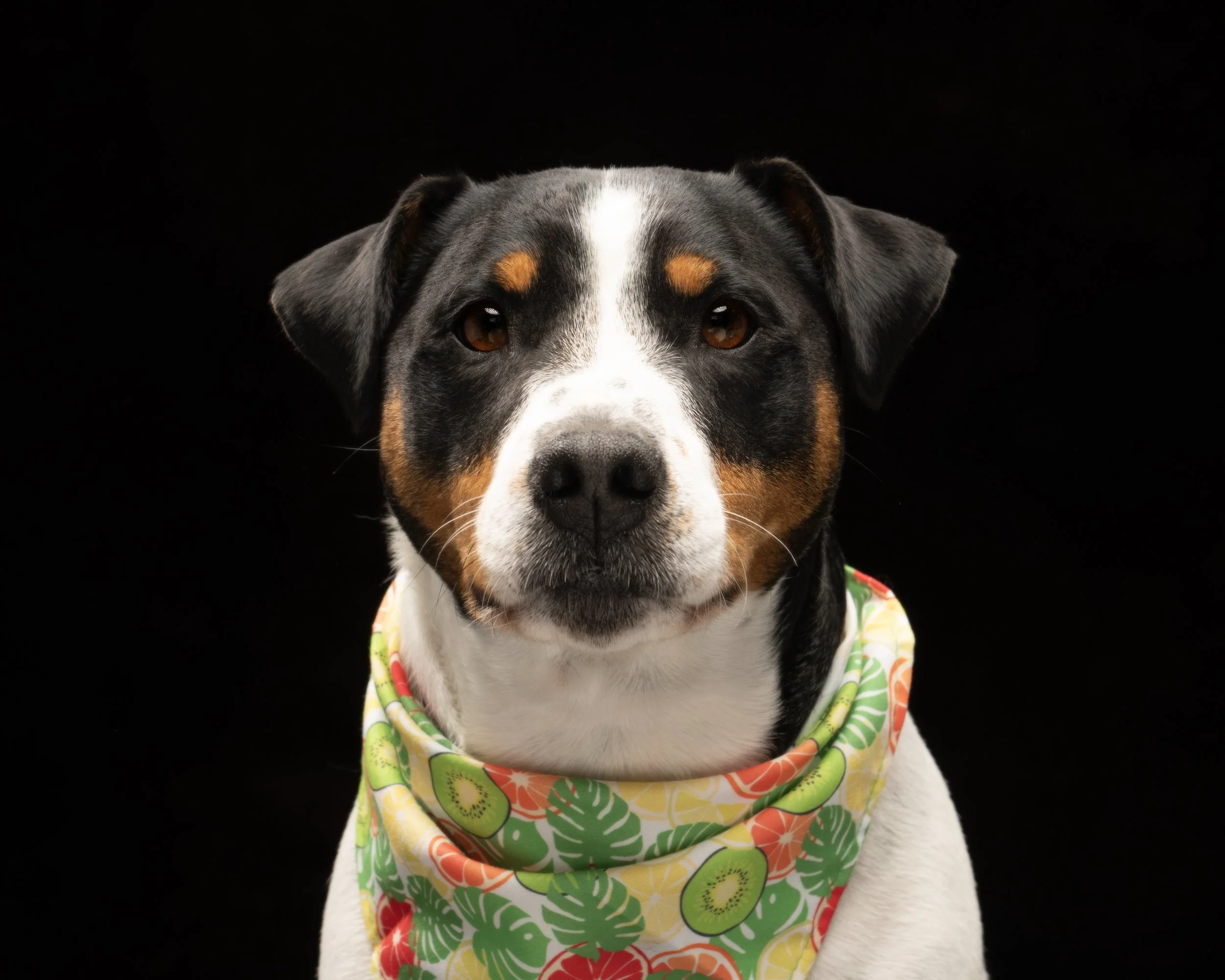 Benji 2.jpg
