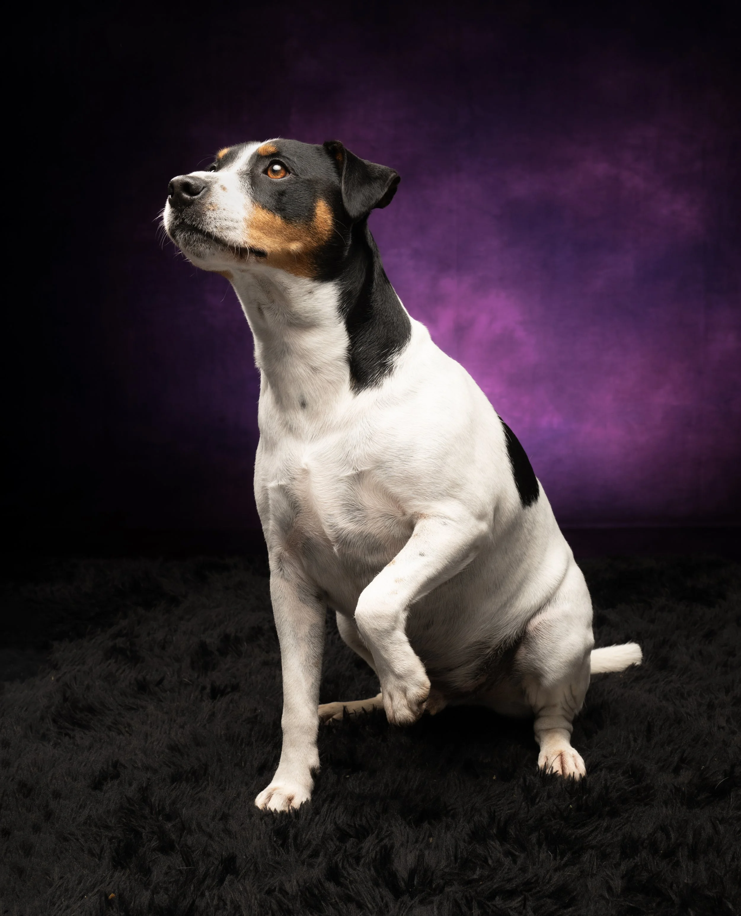 Benji 8.jpg