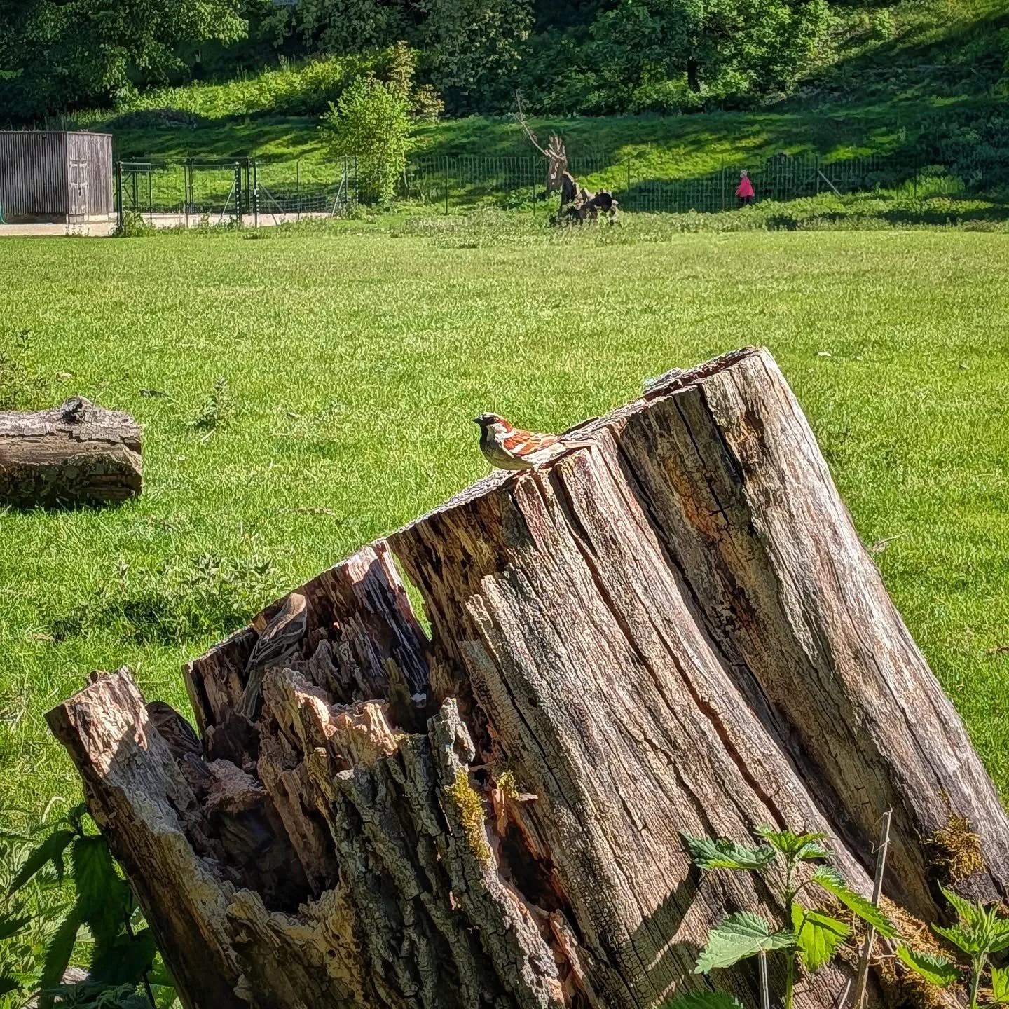 3 Birds and a Snake

#nature #animals #basel #googlepixel #snapseed