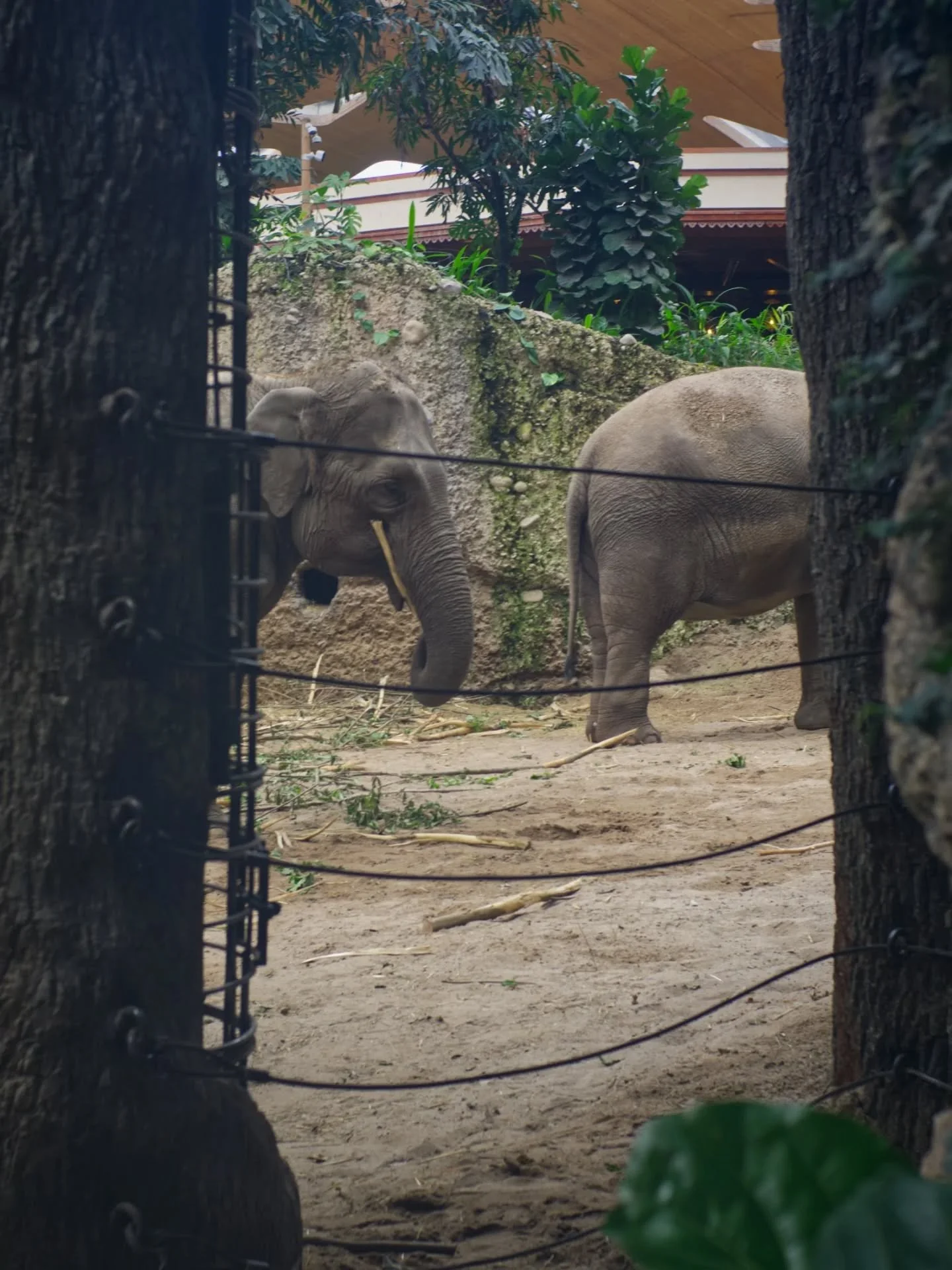Spent the day at Z&uuml;rich Zoo and honestly? Best decision. 🐘🦒🐠🐨

The elephant going through a portal, the giraffe playing hide and seek in the trees, that moody underwater shot, and a koala who had absolutely zero interest in being awake &mdas