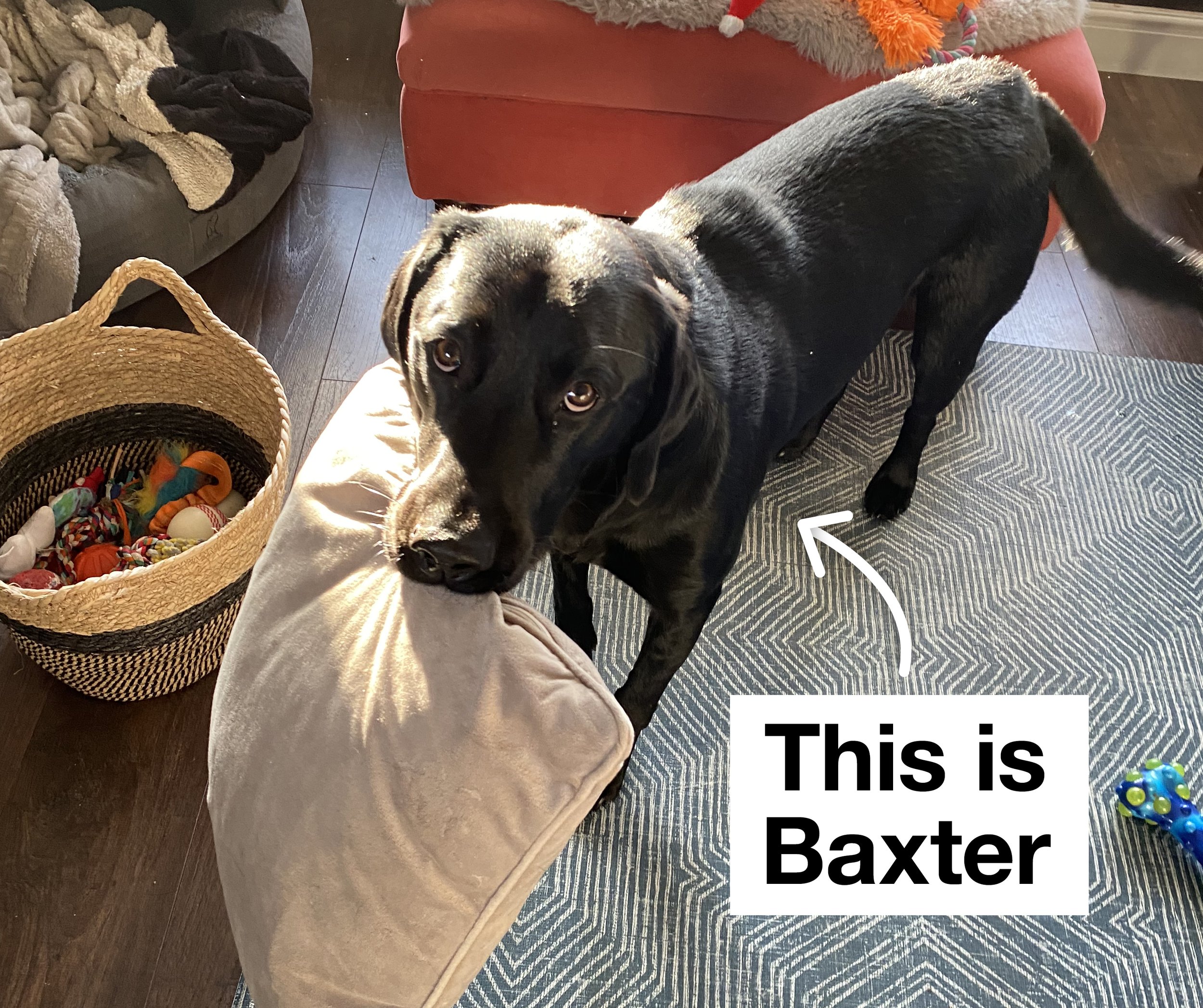 Photo of Baxter a Black Labrador with a pillow in his mouth looking sheepish
