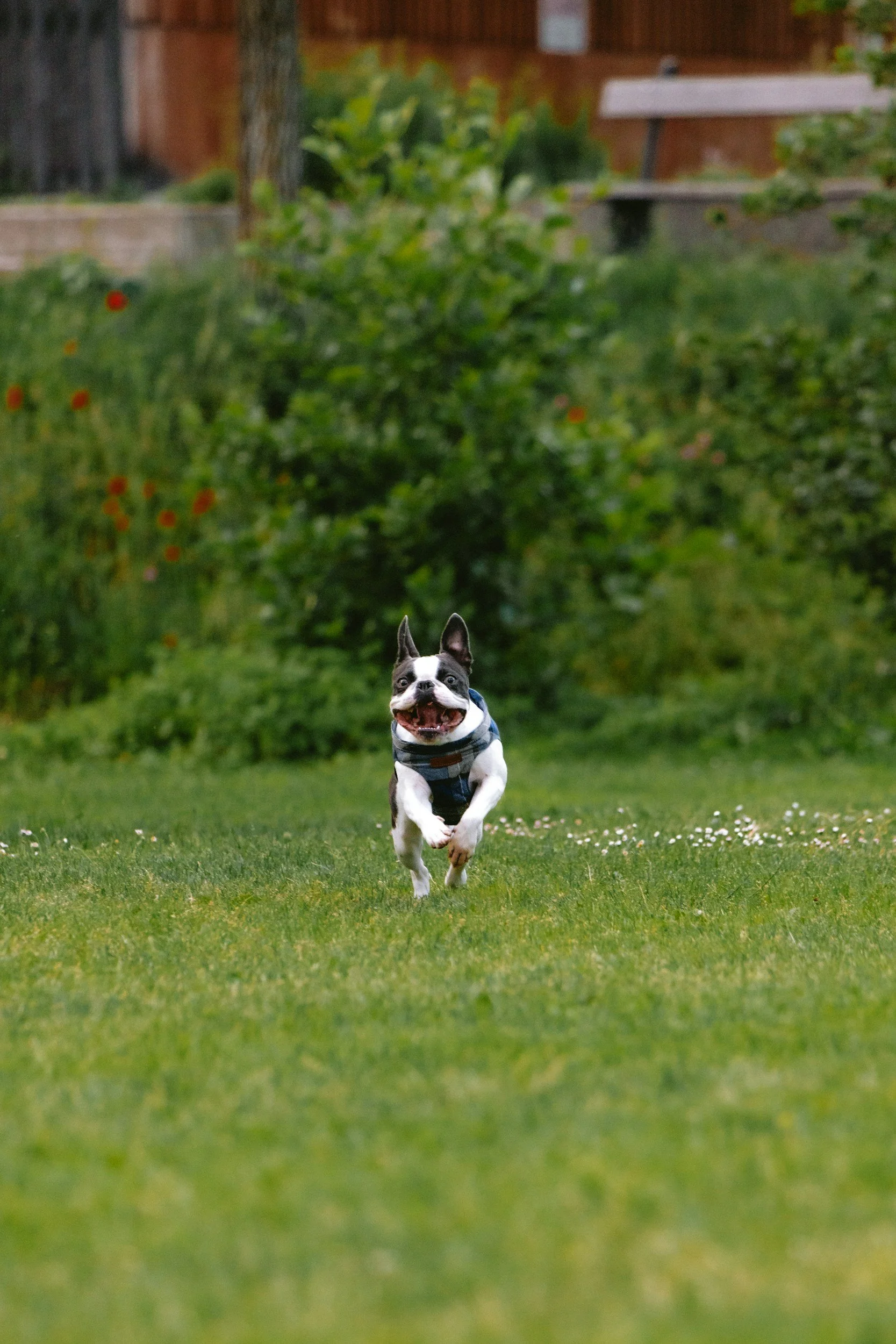 Udomili ste psa u Beogradu ili Srbiji? Saznajte šta je bolje — ogrlica ili am (harness). Naučno objašnjenje, saveti za izbor opreme i preporuke Humanity for Paws za zdravo i bezbedno šetanje pasa.