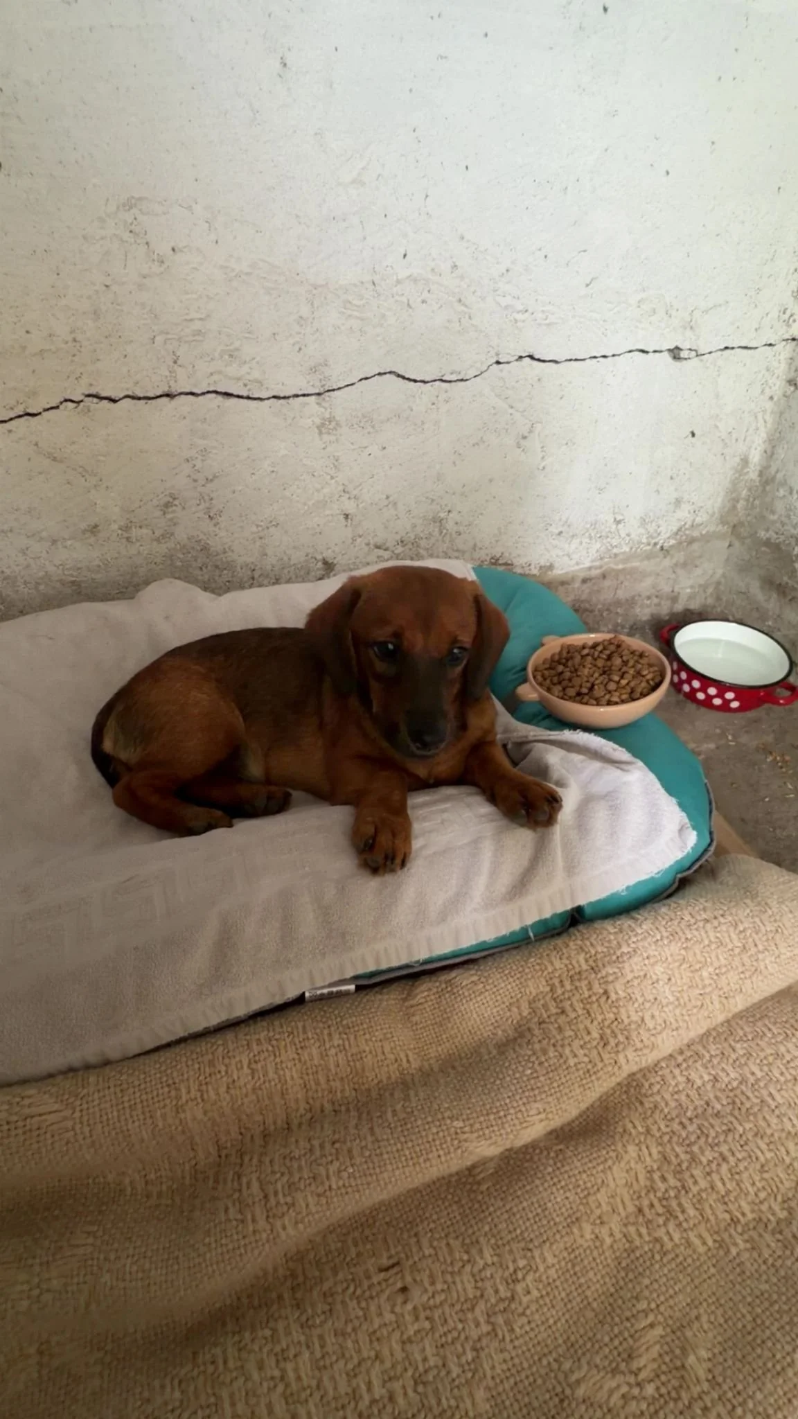 Ovaj mali pas je ostavljen pored napuštenog objekta u Surčinu.