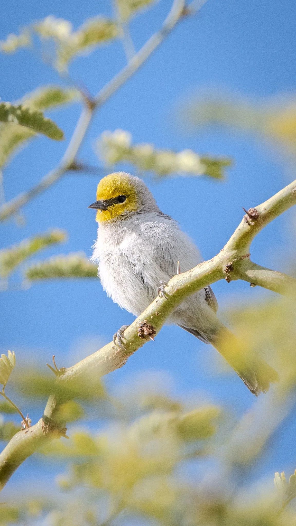 White bird with yellow face.