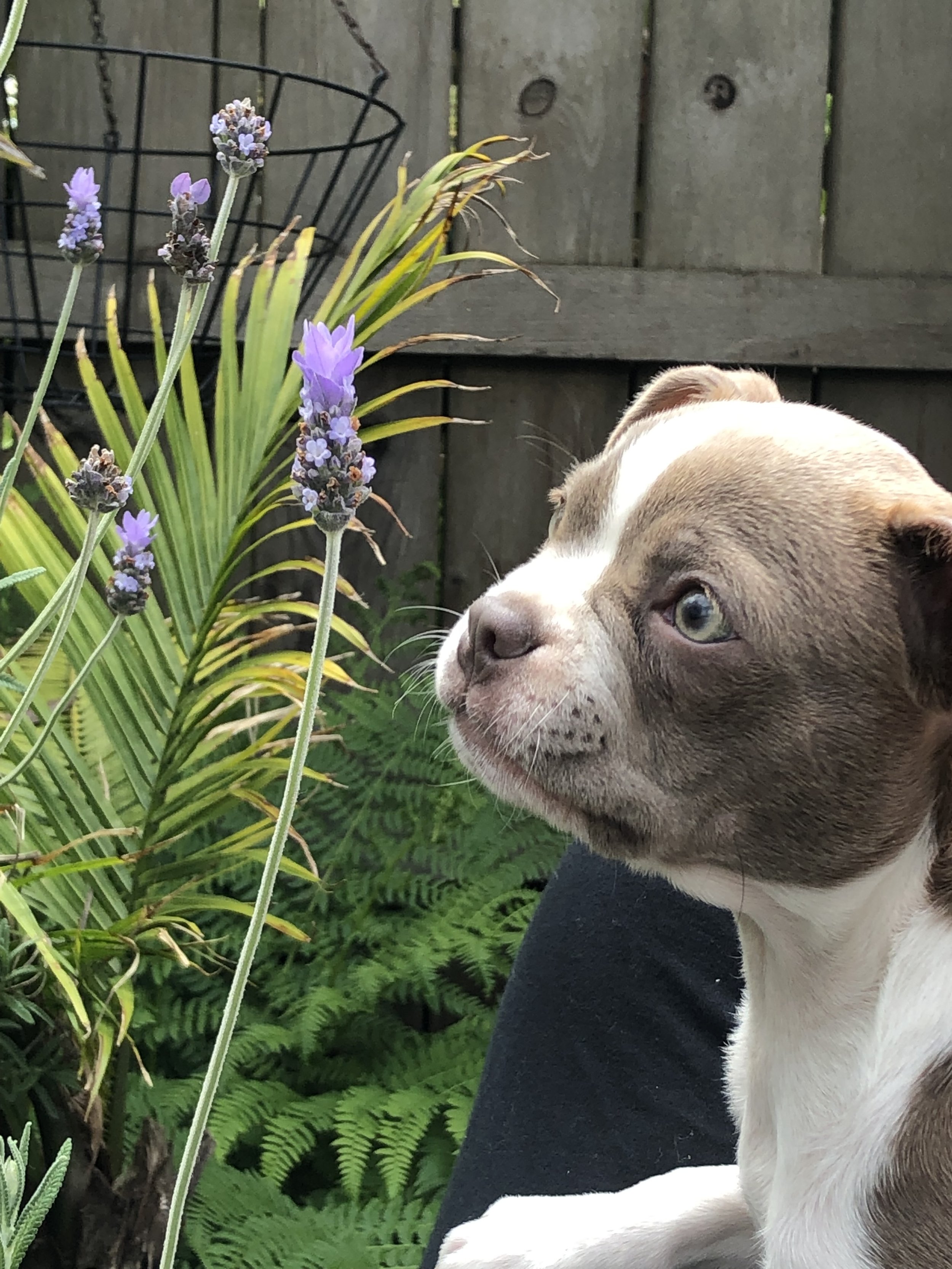 My dog Eevee