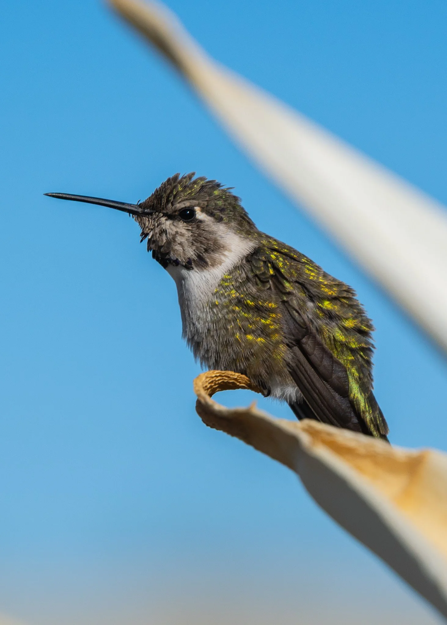 Green Hummingbird