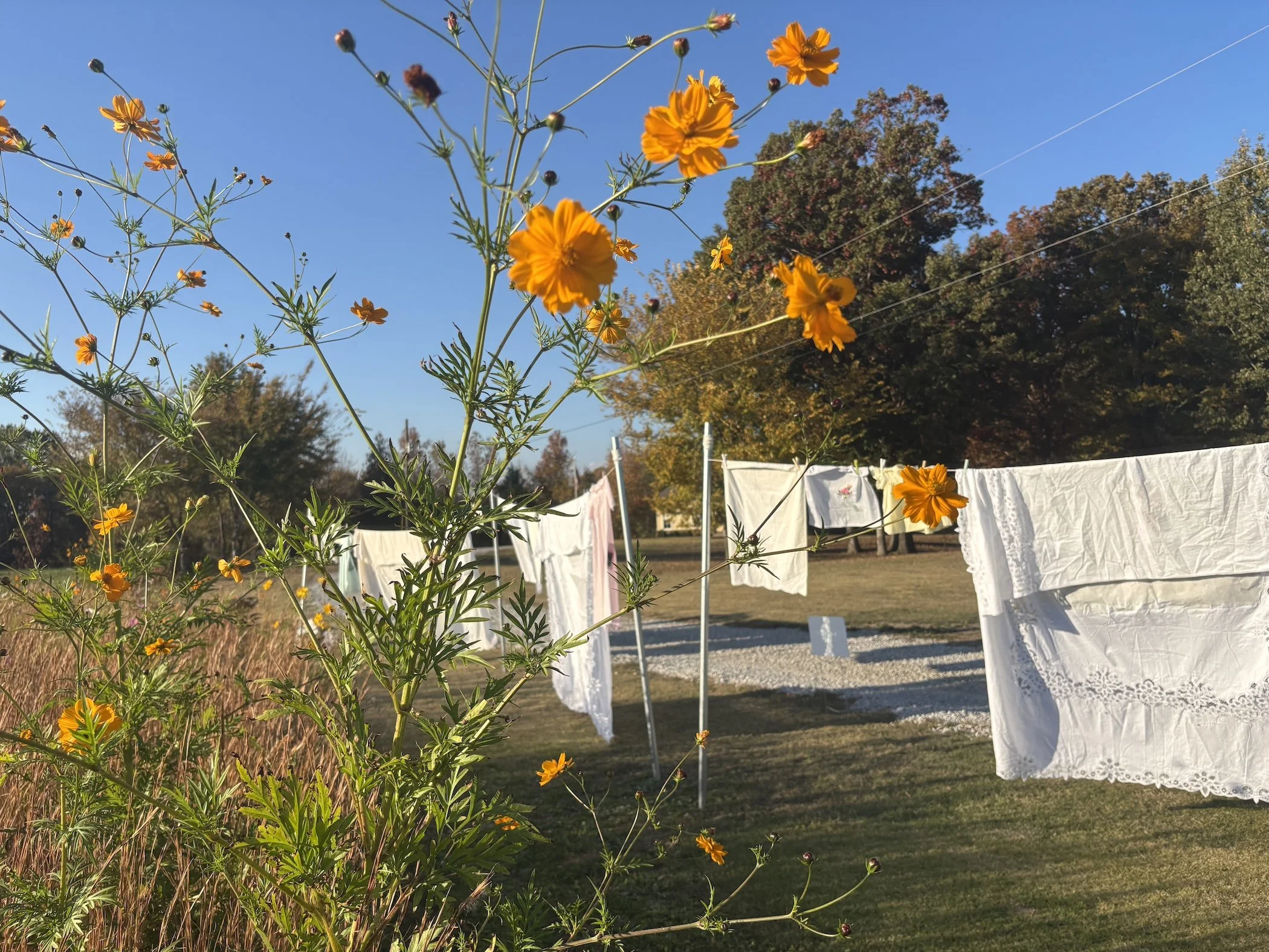 4.Laundry and Wild Flowers.JAF.jpeg