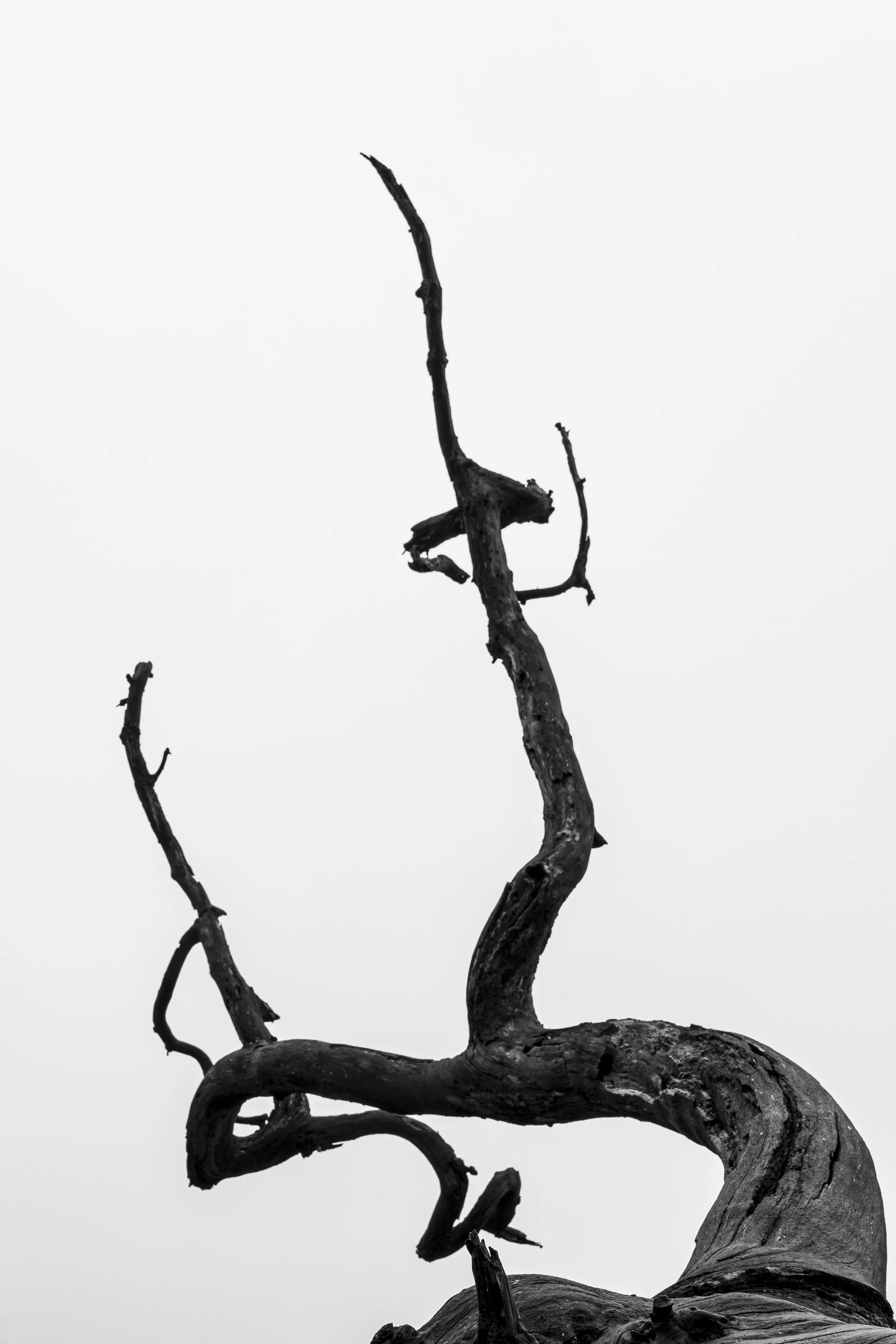 2026-trees-10.jpg