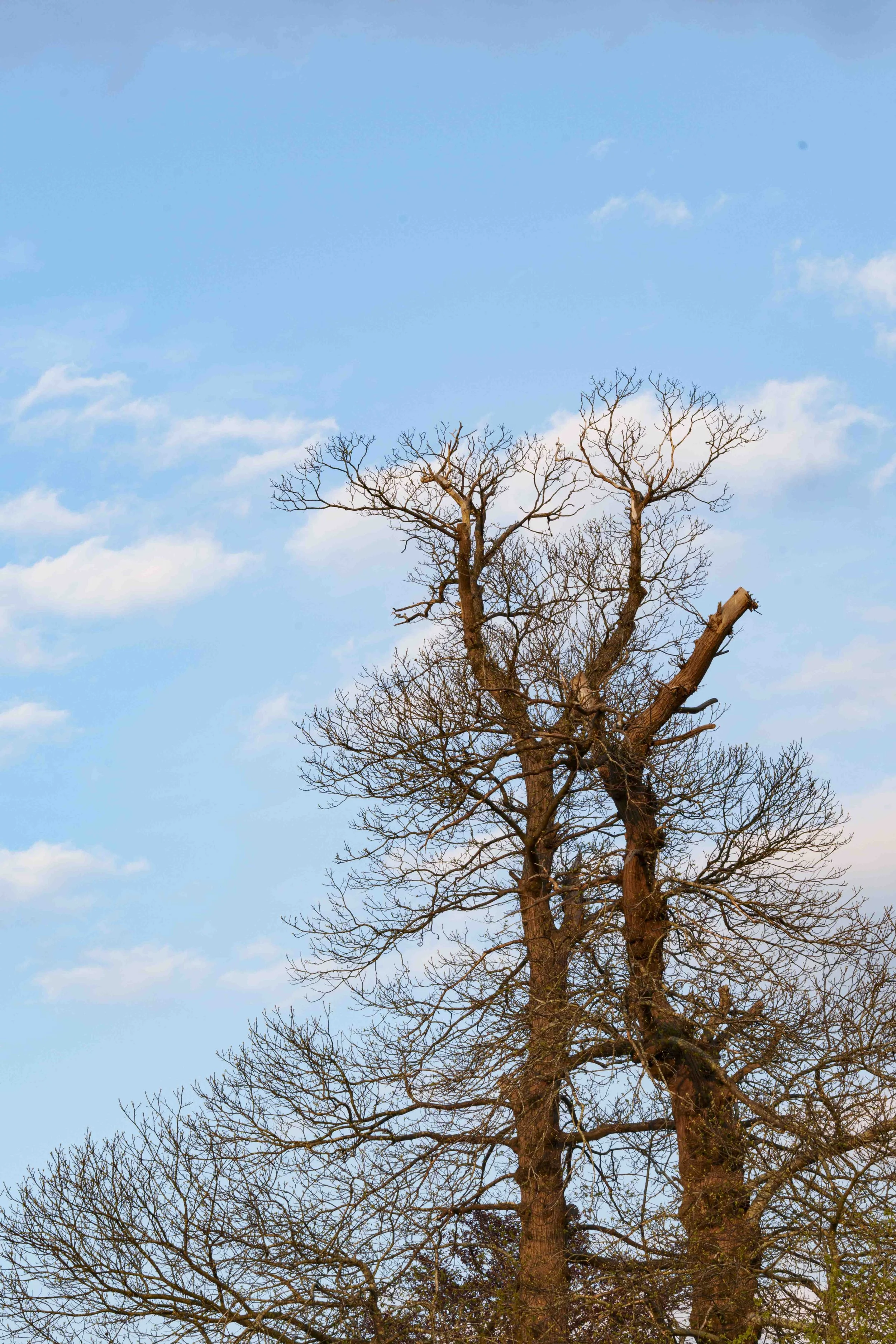 2026-trees-46.jpg