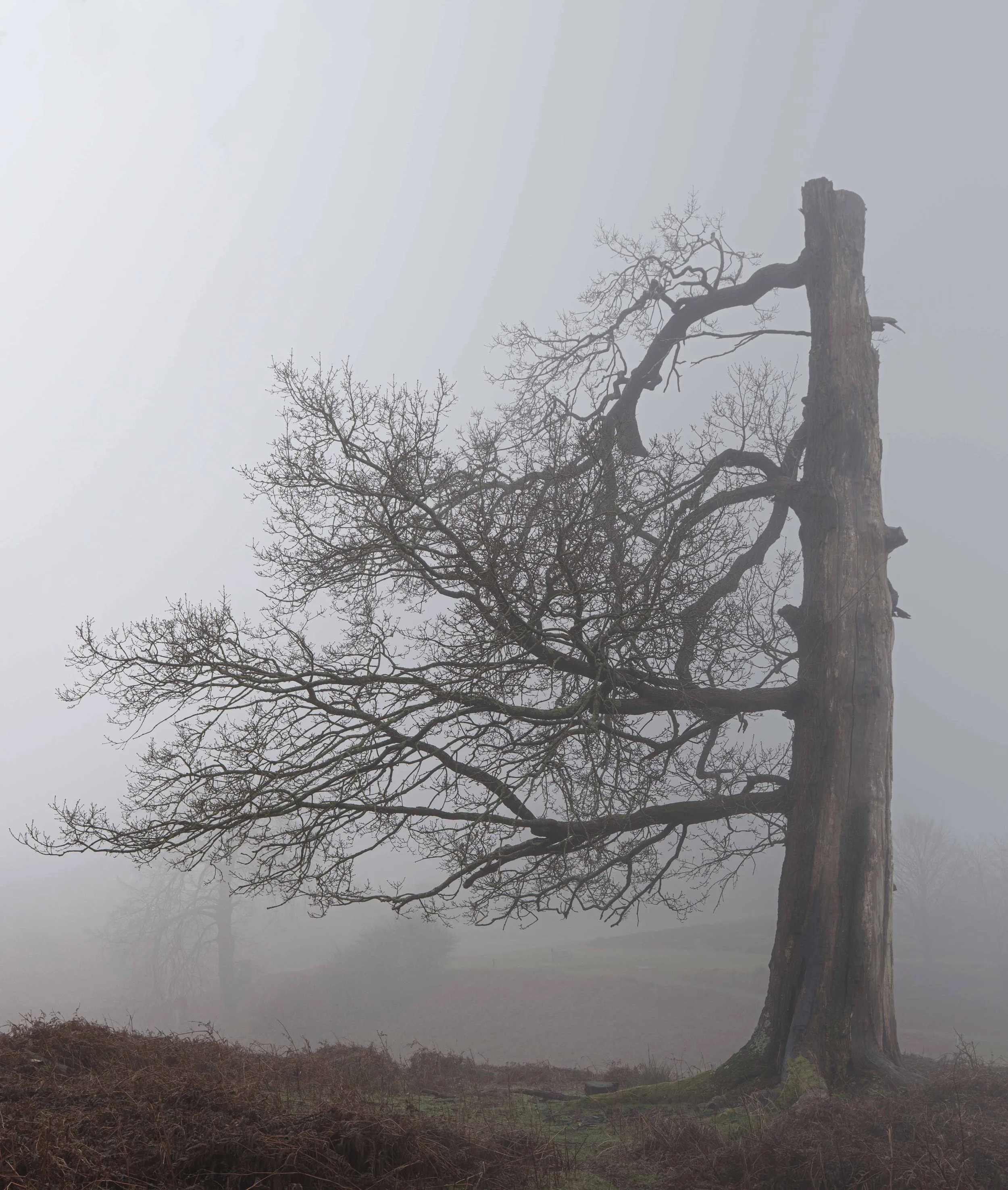 2026-trees-9.jpg