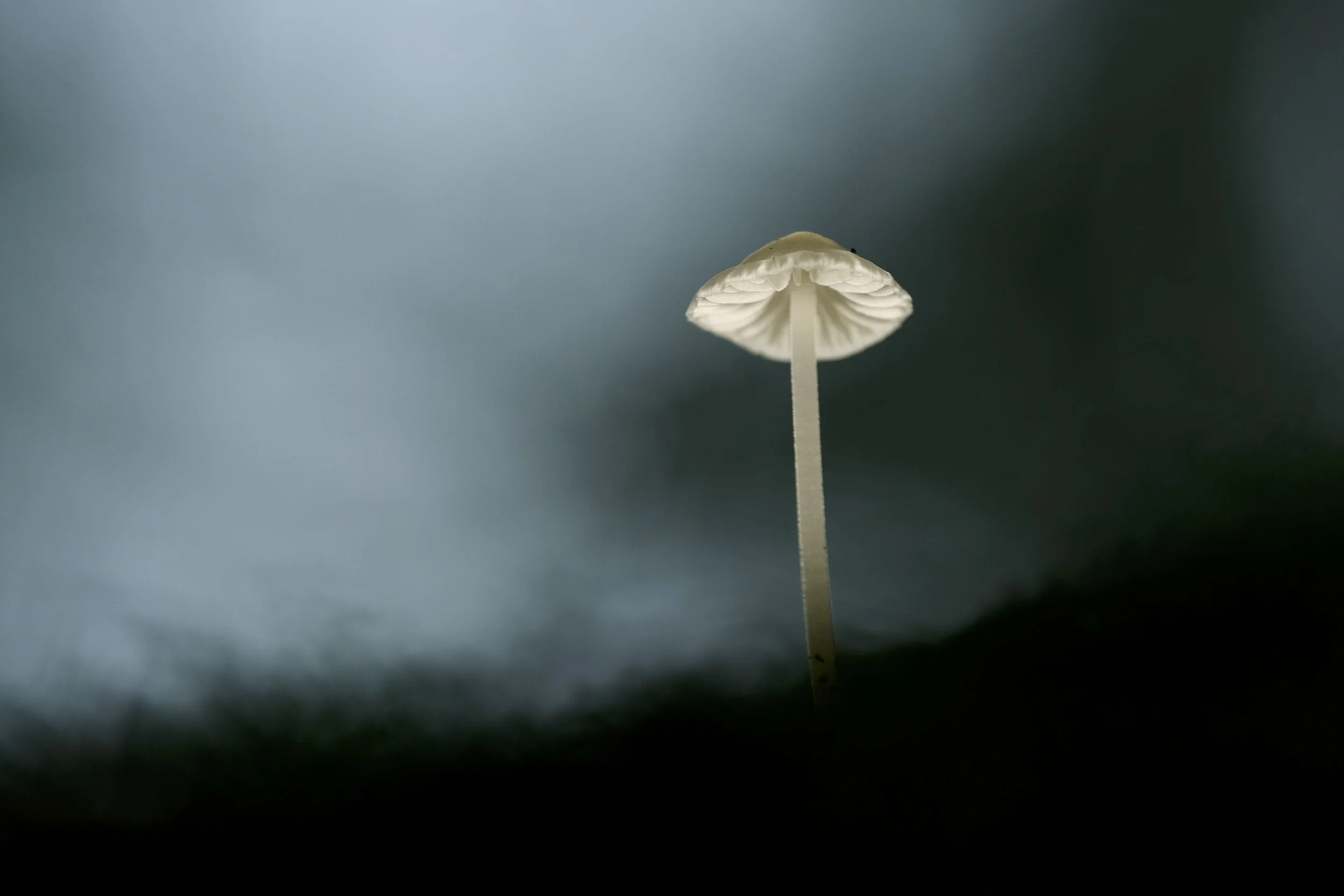 Fungi  - 1 (1).jpeg
