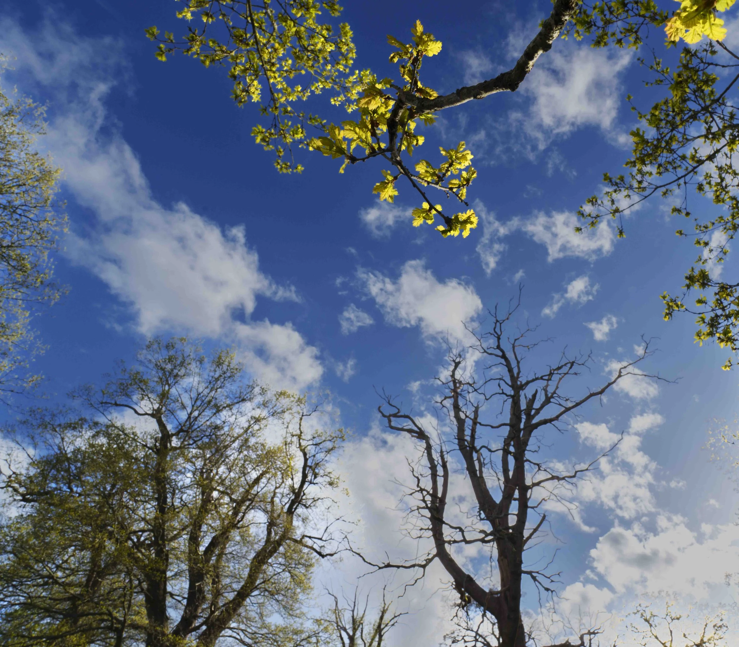 2026-trees-30.jpg