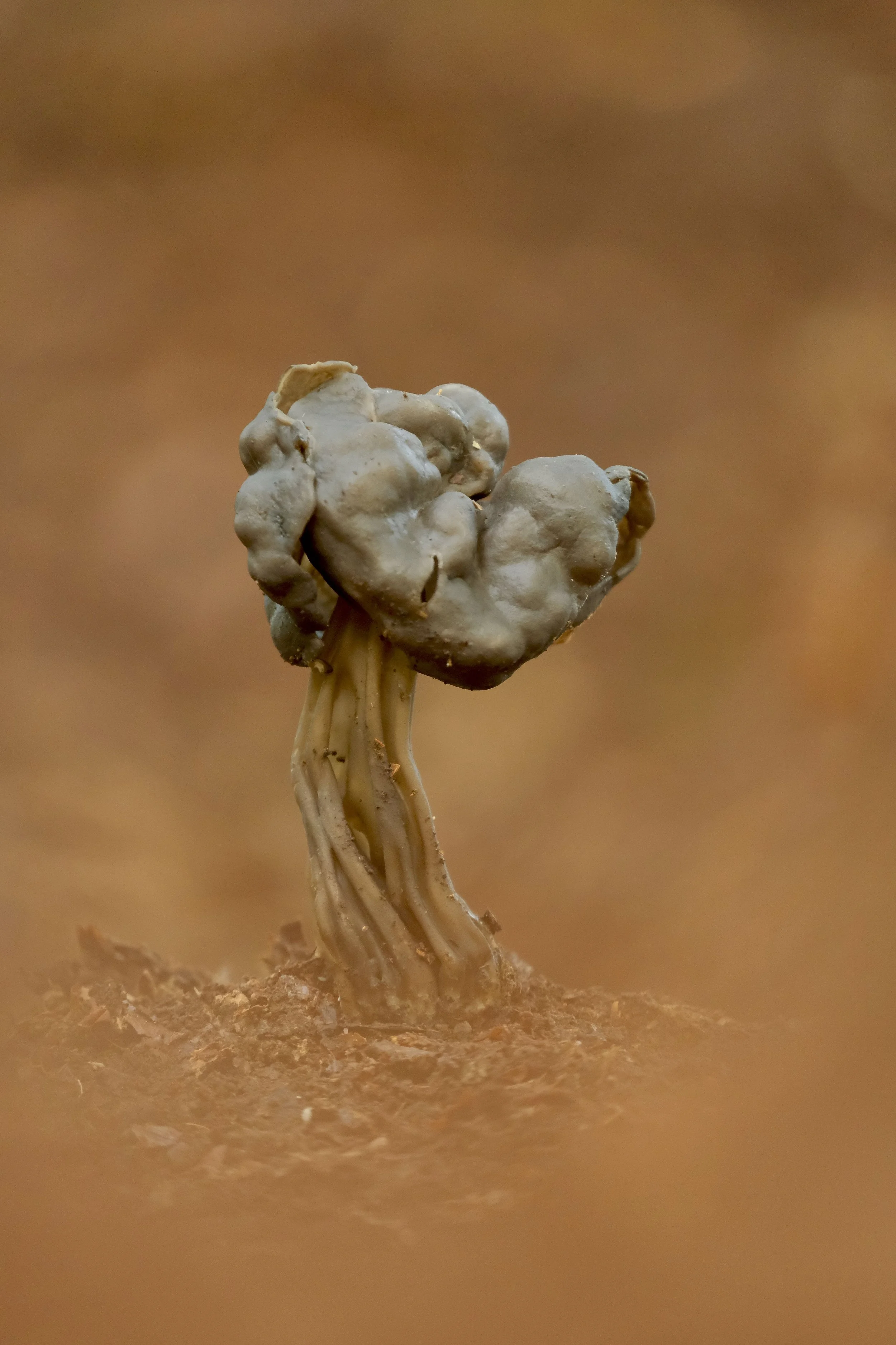 Fungi 2 - 1.jpeg