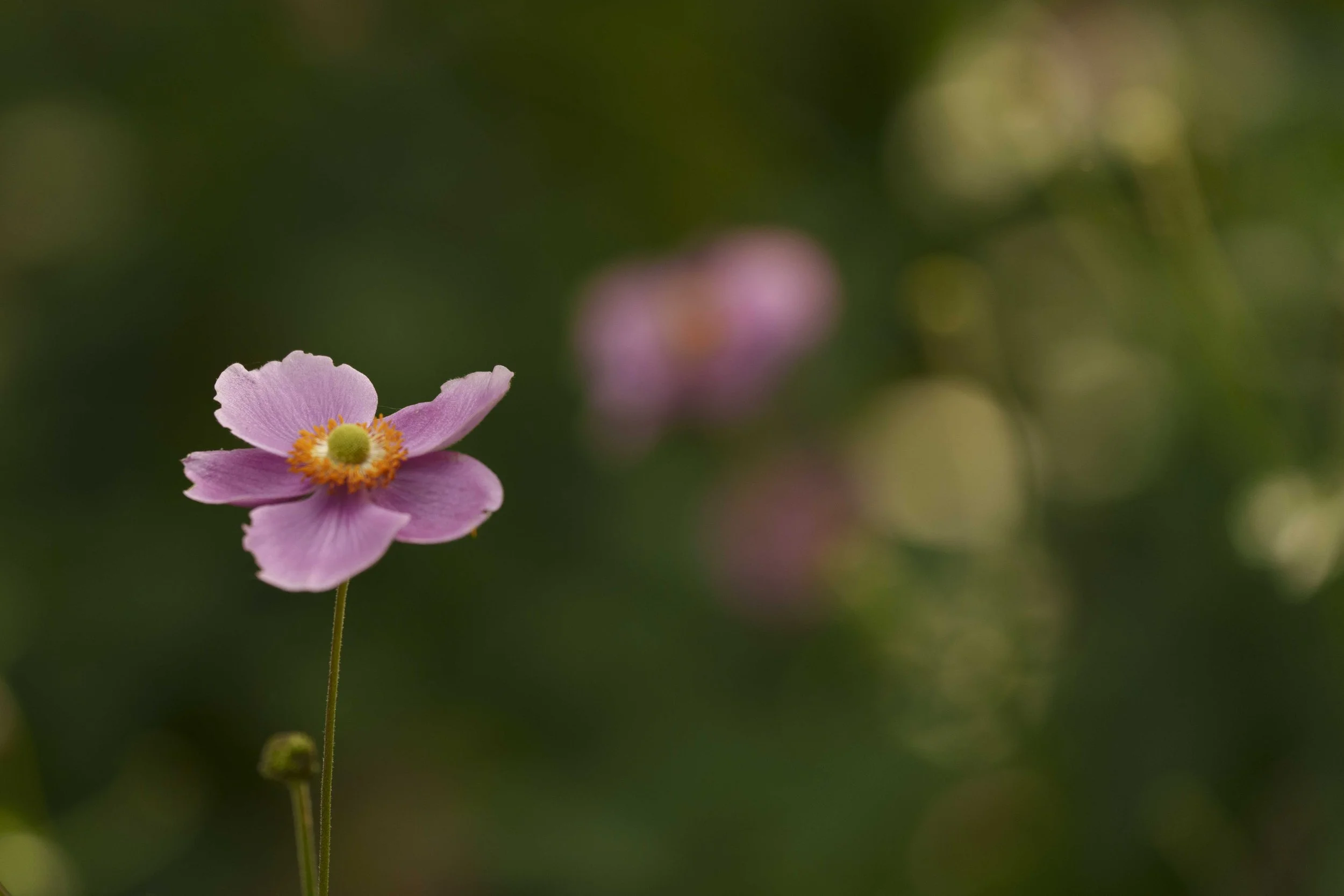 Gardens-3.jpg