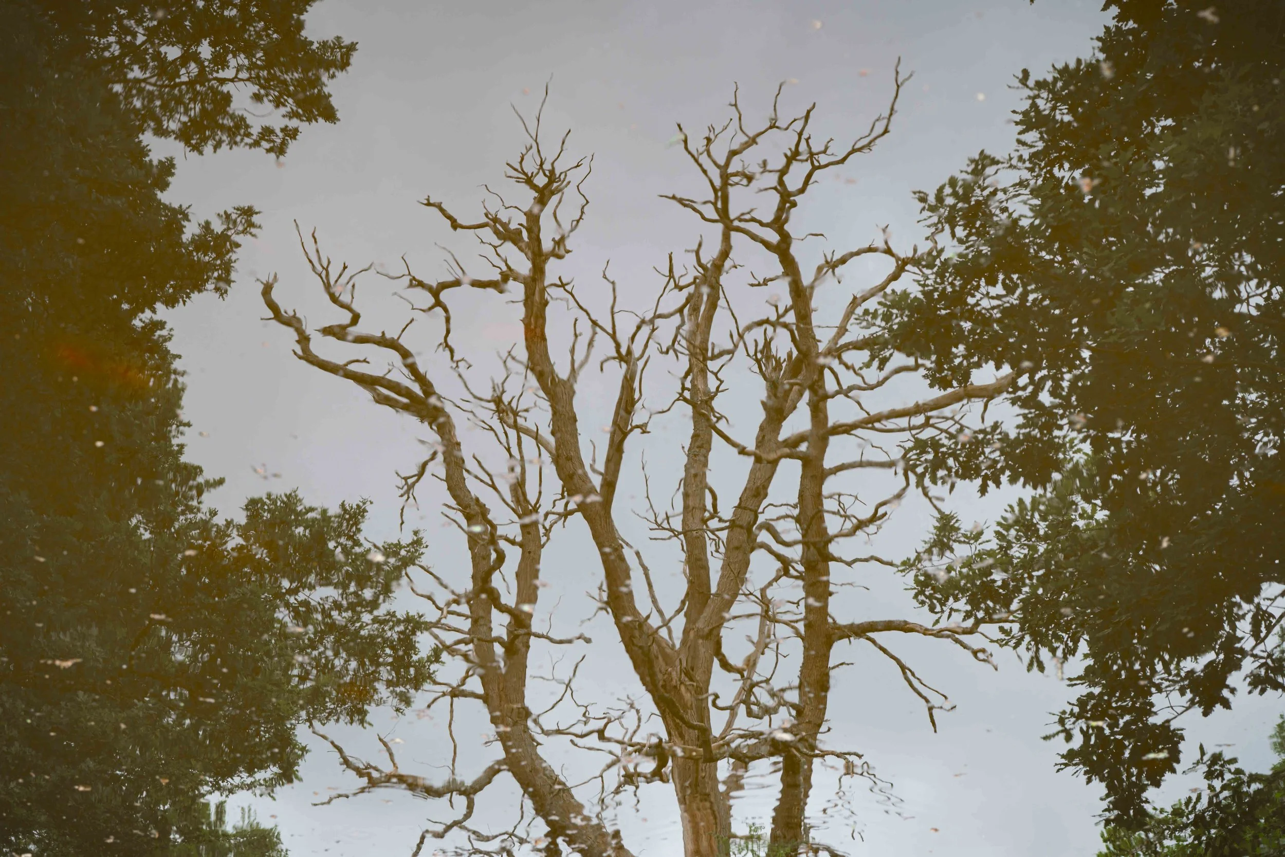 2026-trees-75.jpg