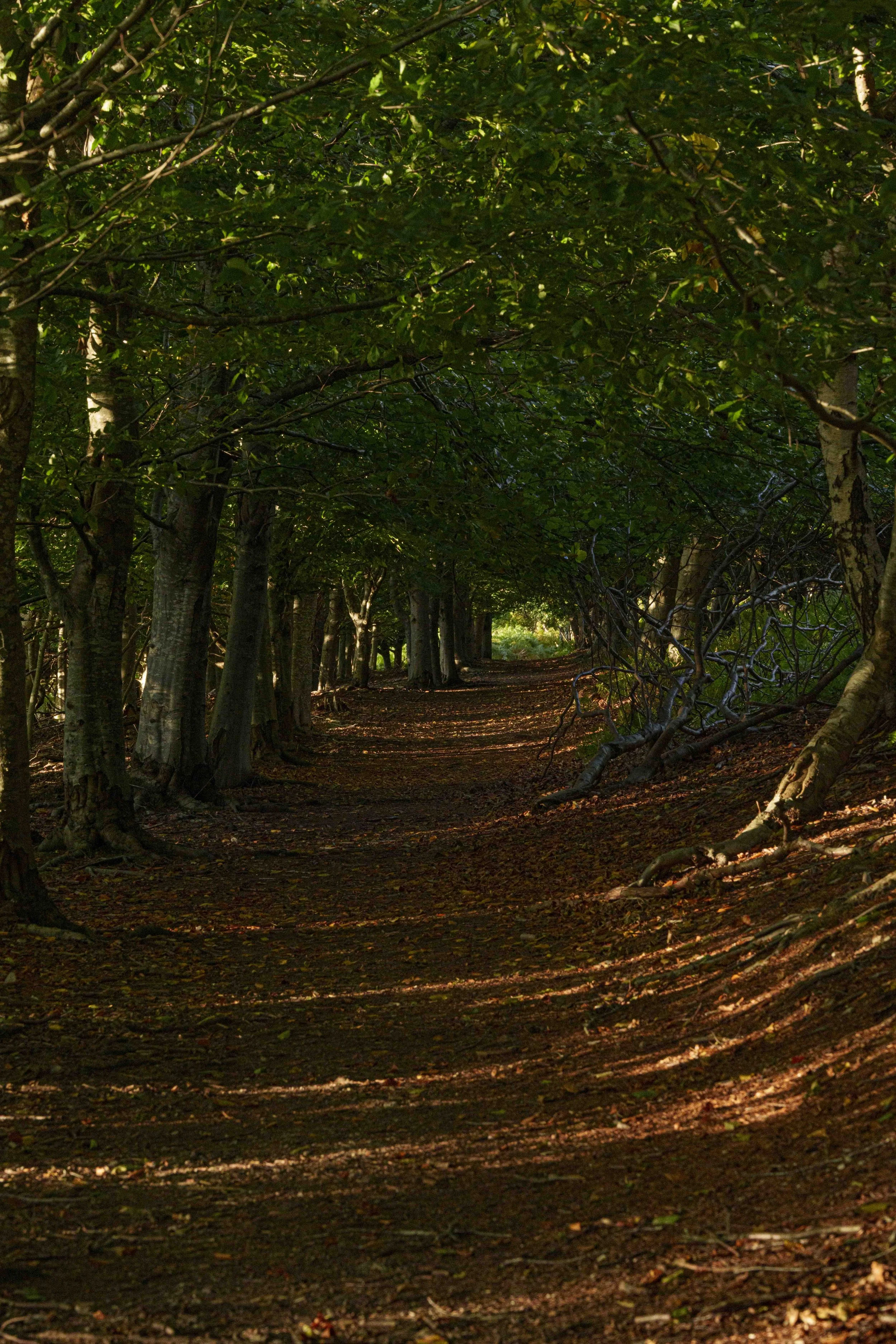 2026-trees-97.jpg
