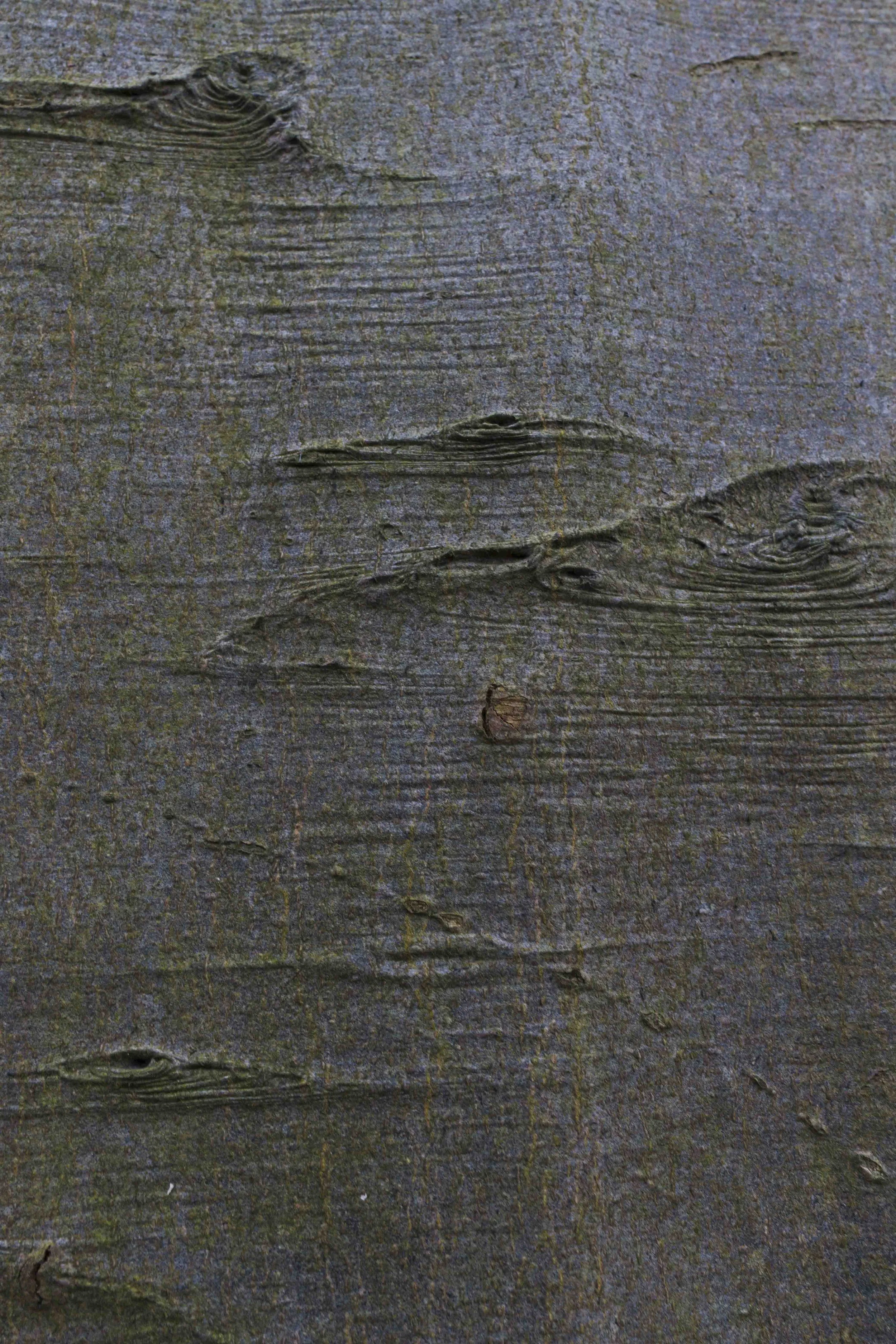 2026-trees-19.jpg