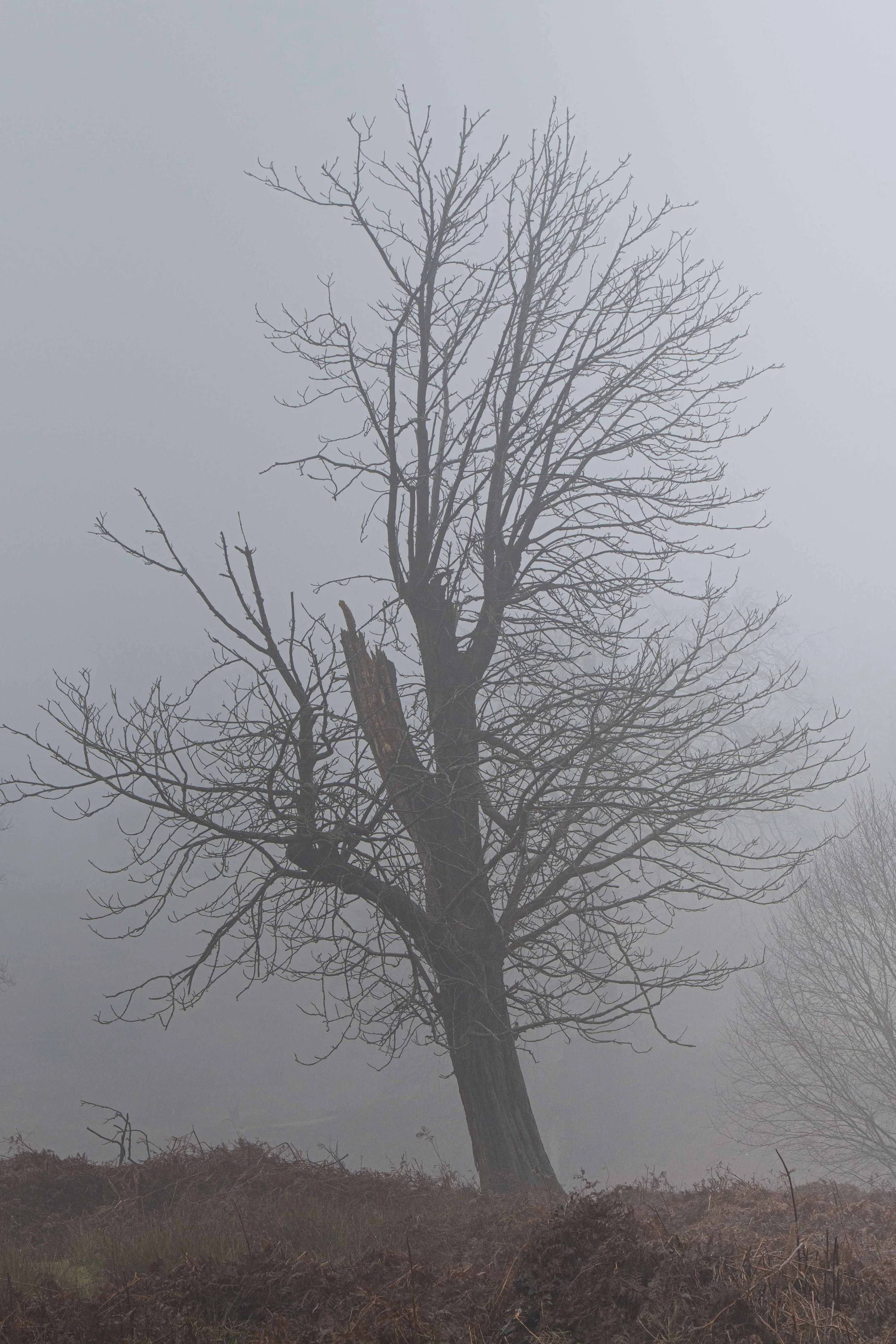2026-trees-6.jpg