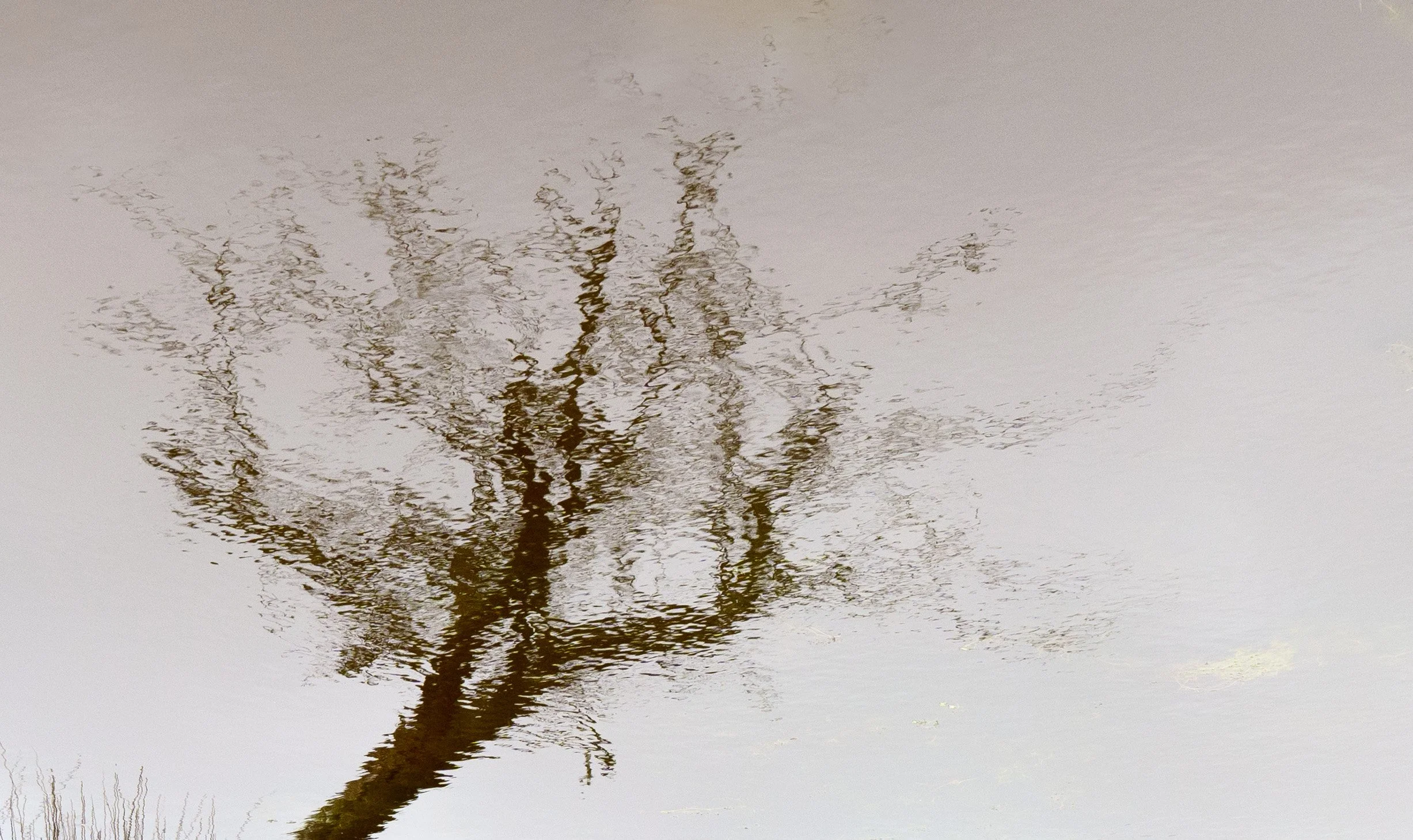 2026-trees-17.jpg