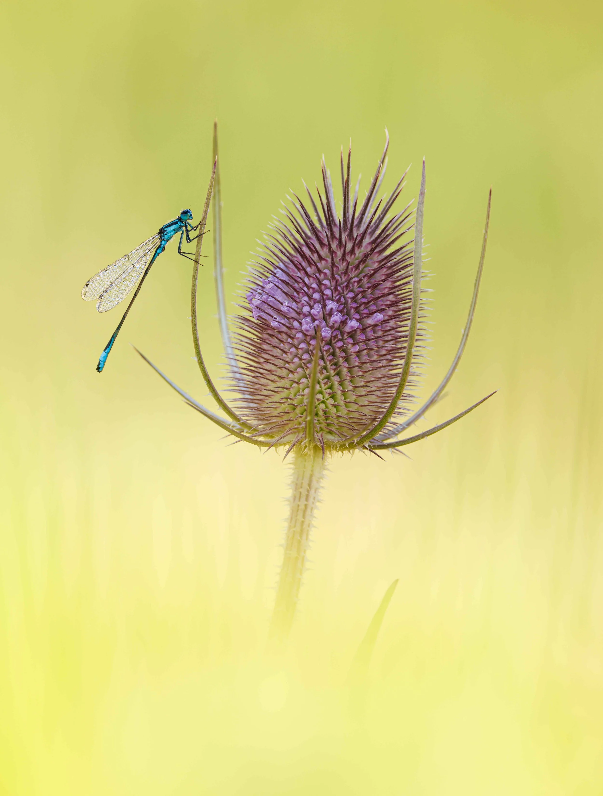 Nature 03.jpg