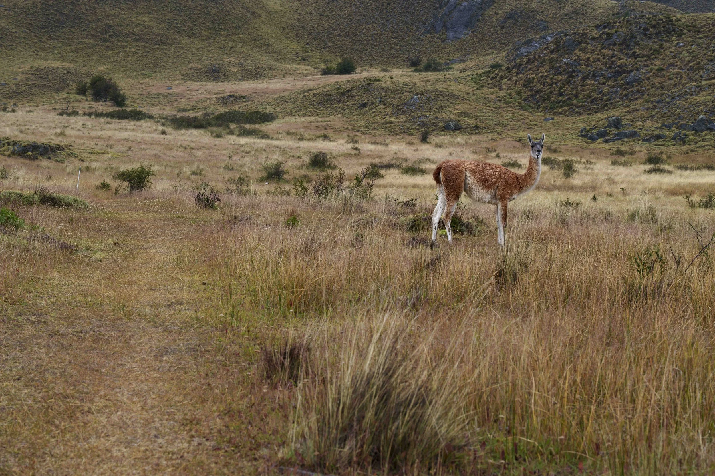Chile highlights-7.jpg