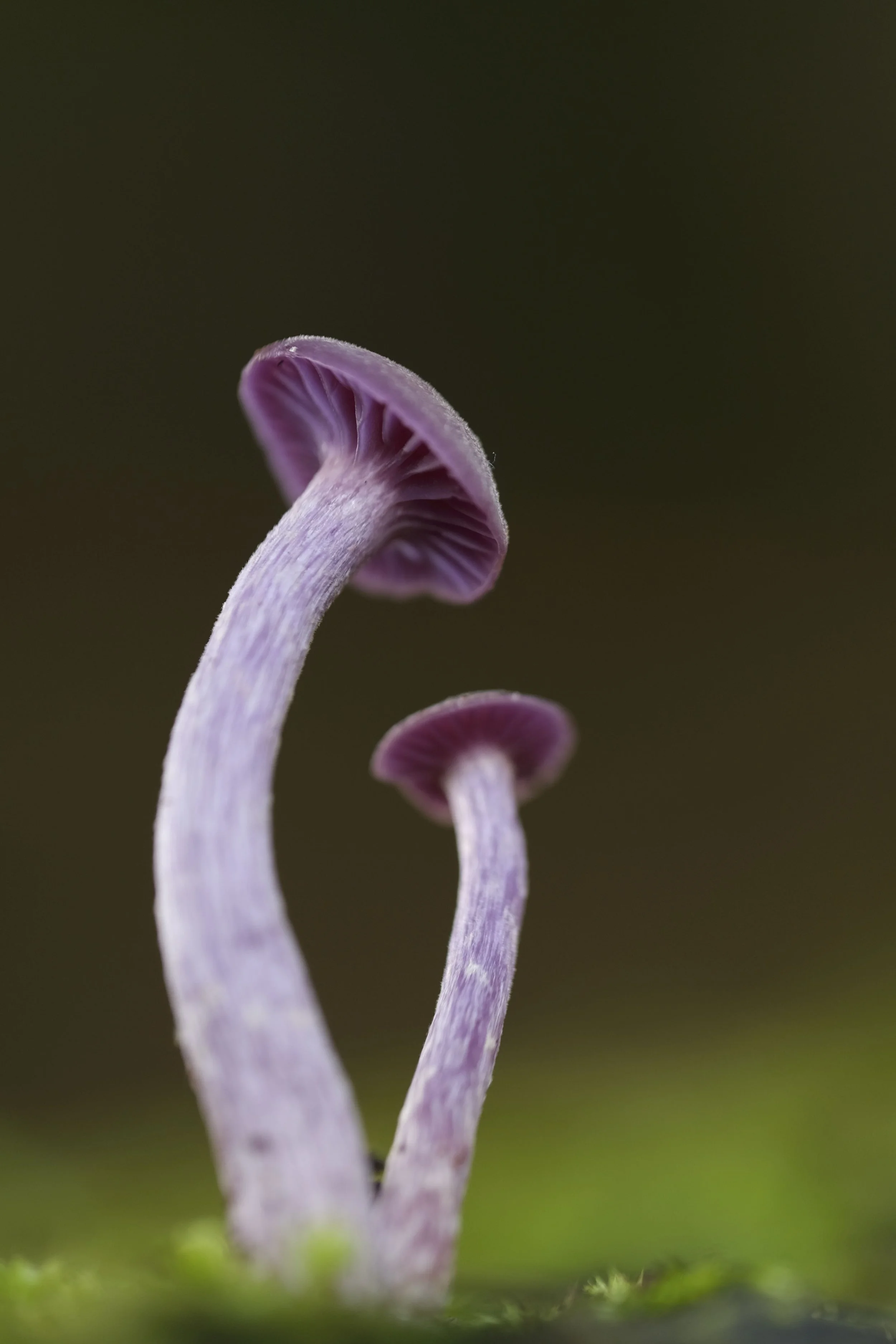 Fungi  - 1.jpeg