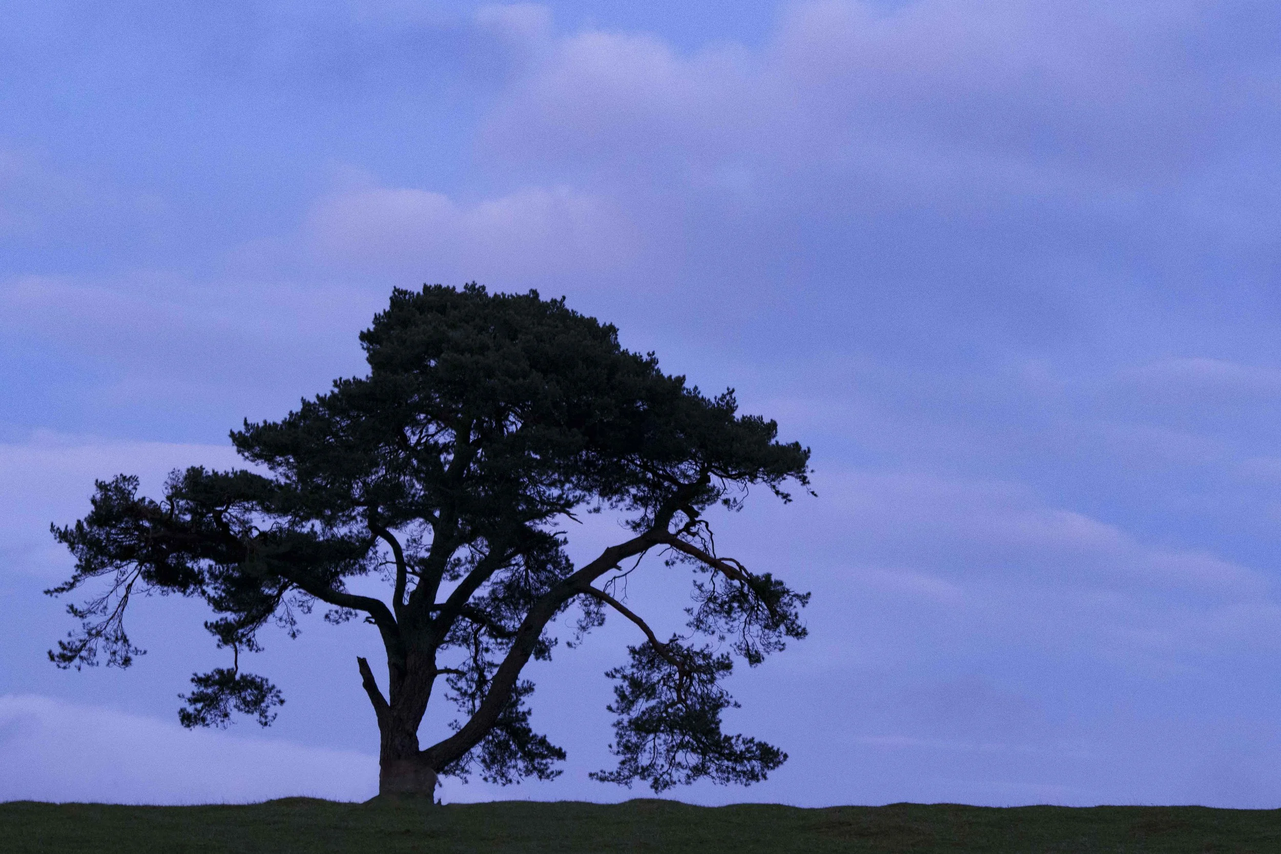 2026-trees-21.jpg