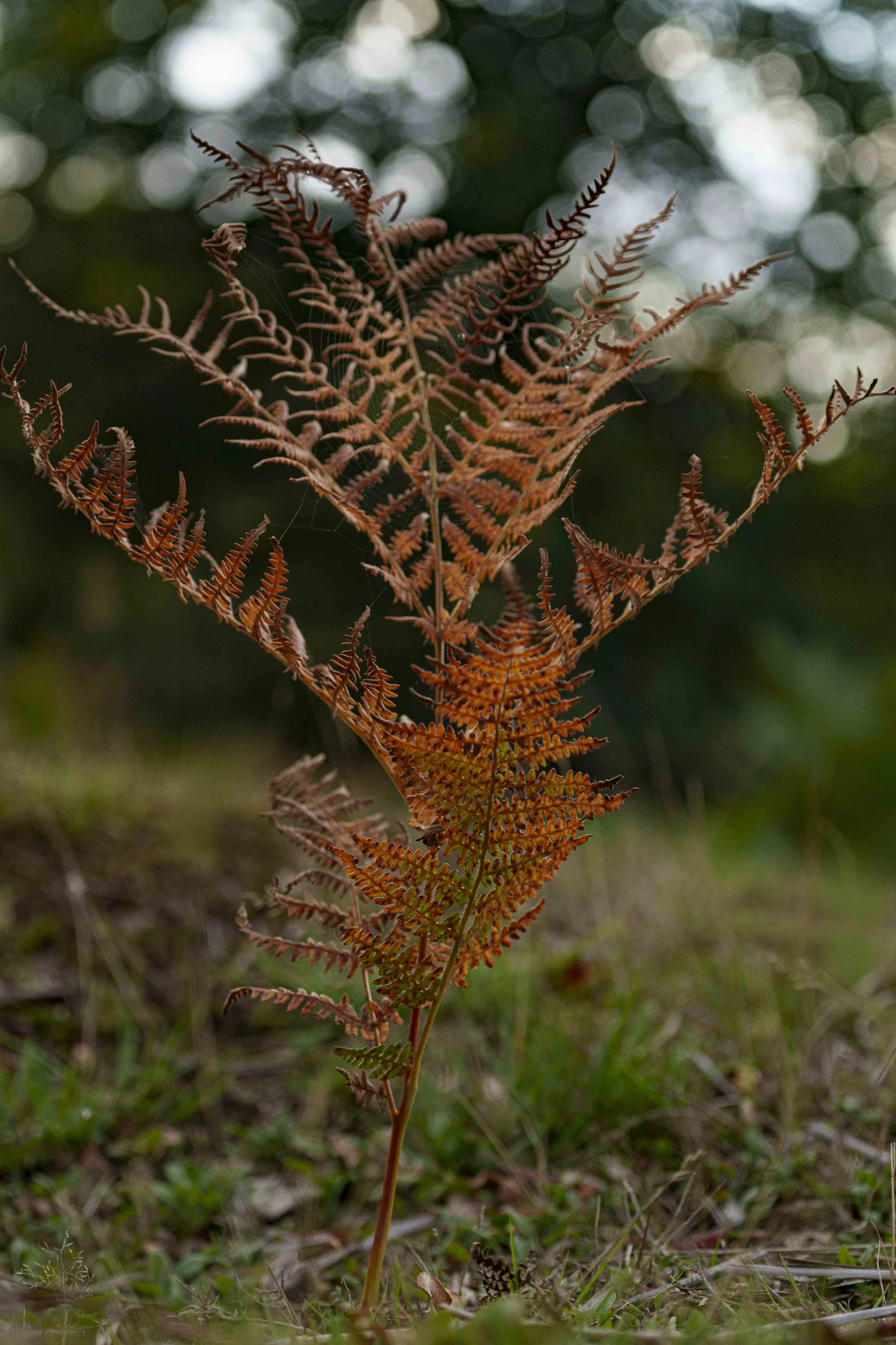 2026-trees-96.jpg