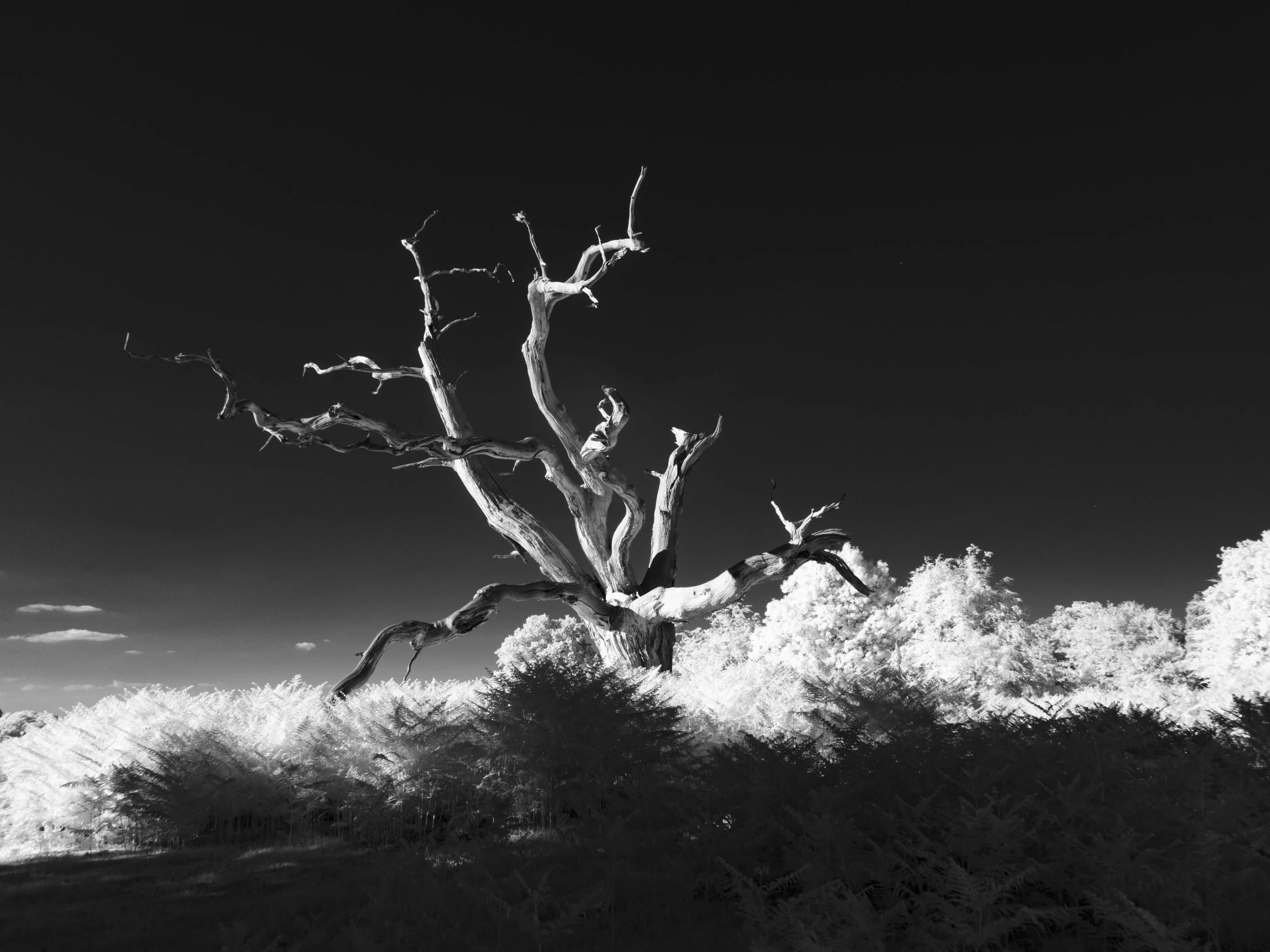 2026-trees-13.jpg