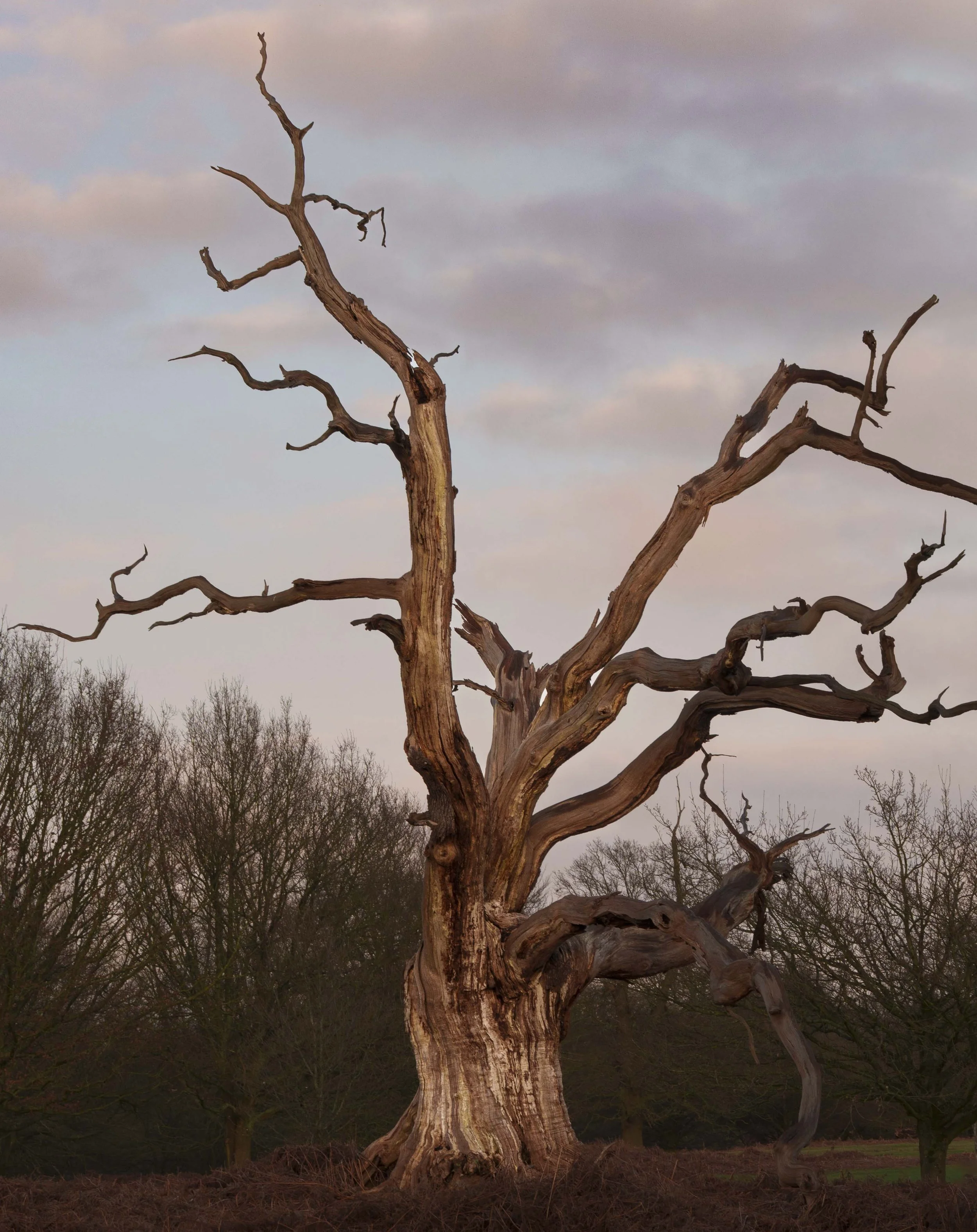2026-trees-20.jpg
