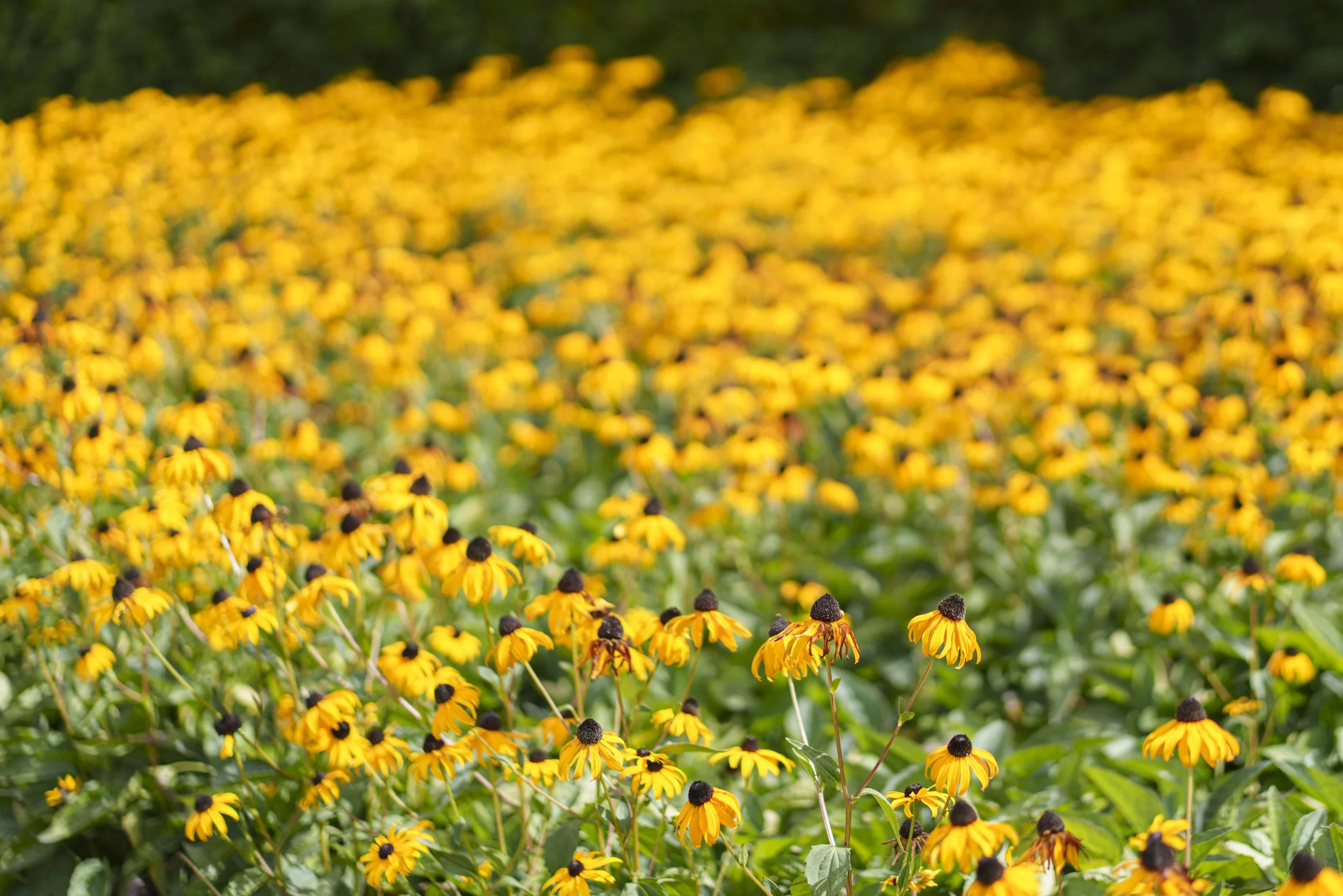 Gardens-5.jpg