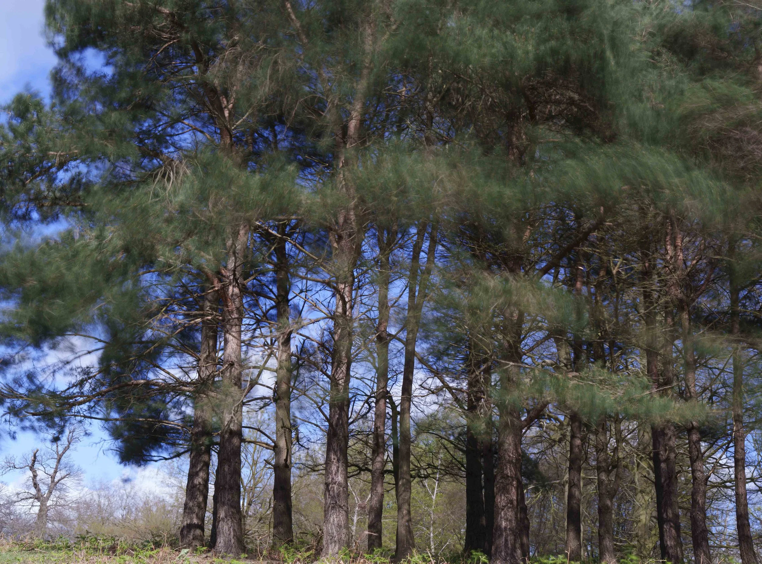 2026-trees-26.jpg