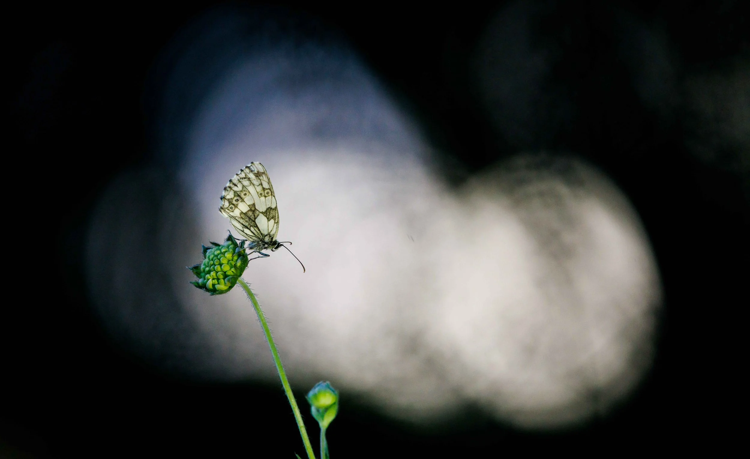 Nature 02.jpg