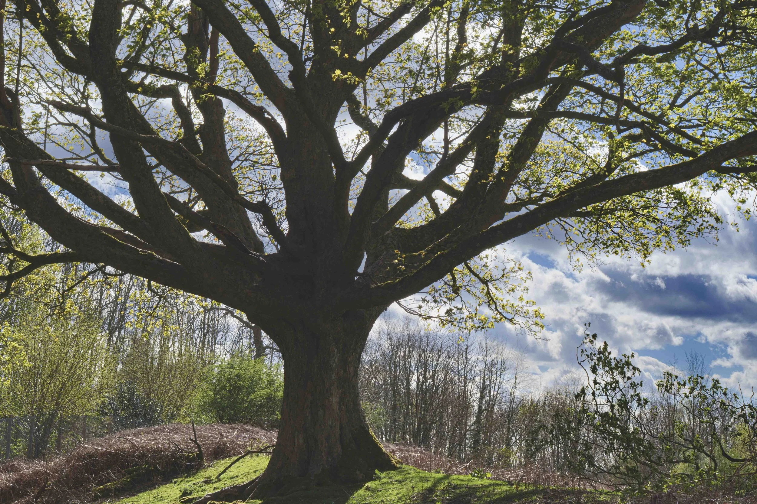 2026-trees-27.jpg