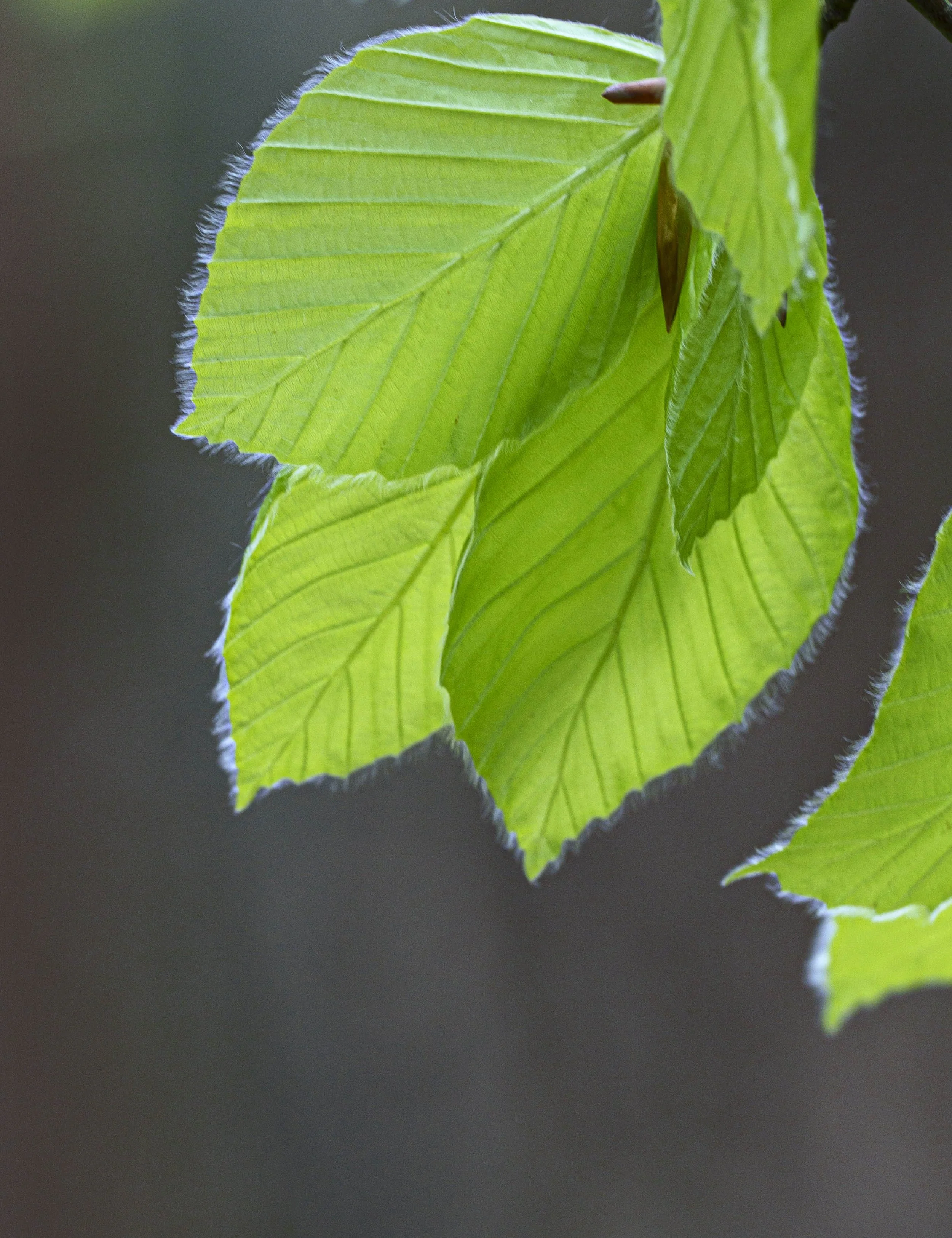 2026-trees-23.jpg