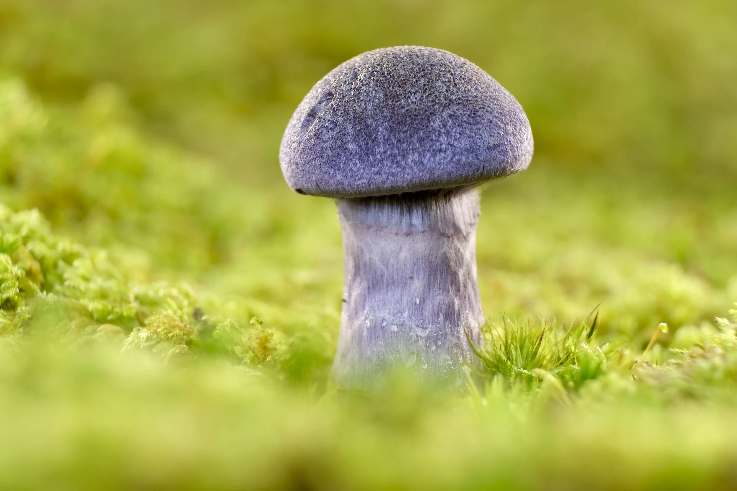 Fungi  - 1 (2).jpeg