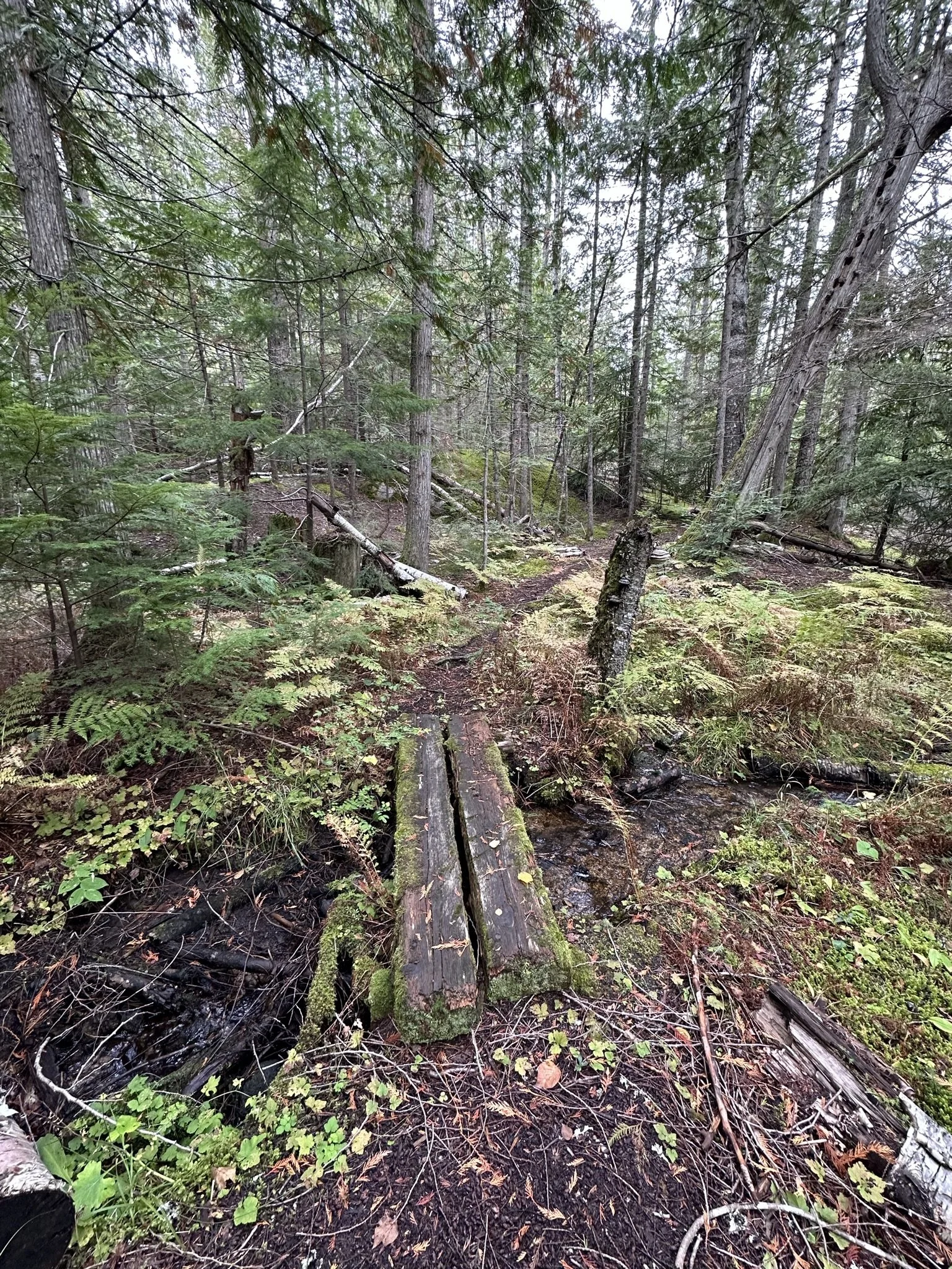 mossy campsite trails on Slocan Lake.jpeg