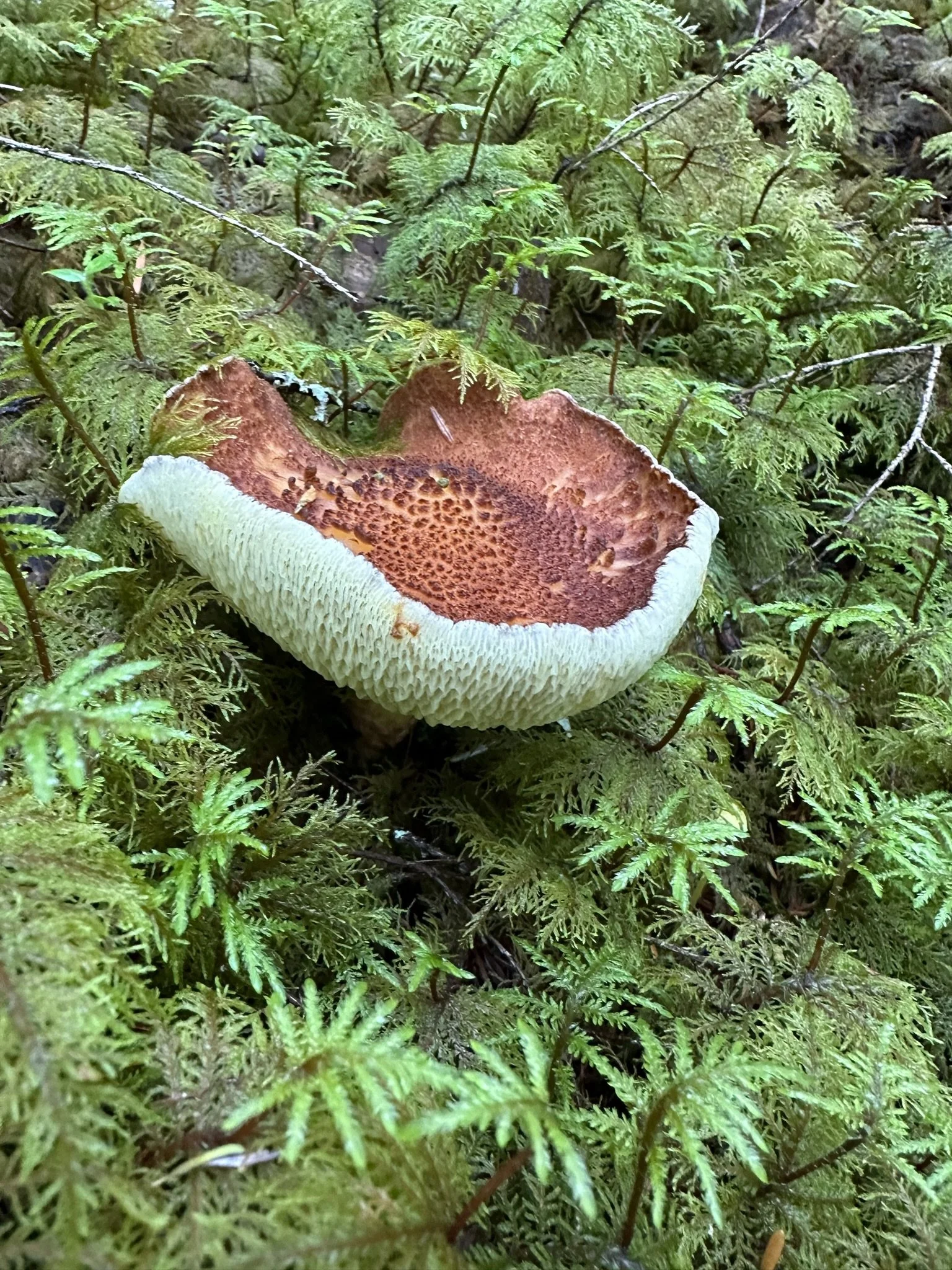 mushrooms.jpeg