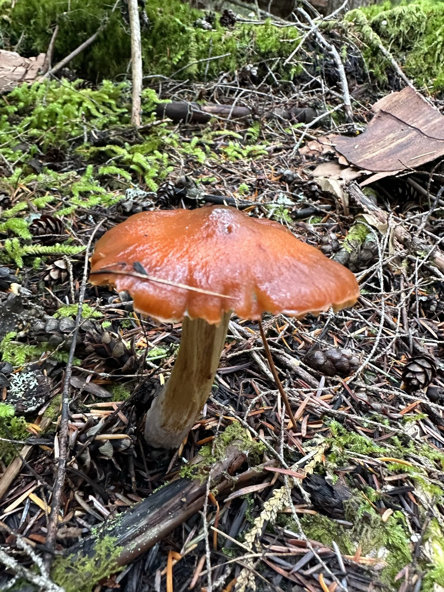 mushrooms on the Nemo Creek trail.jpeg