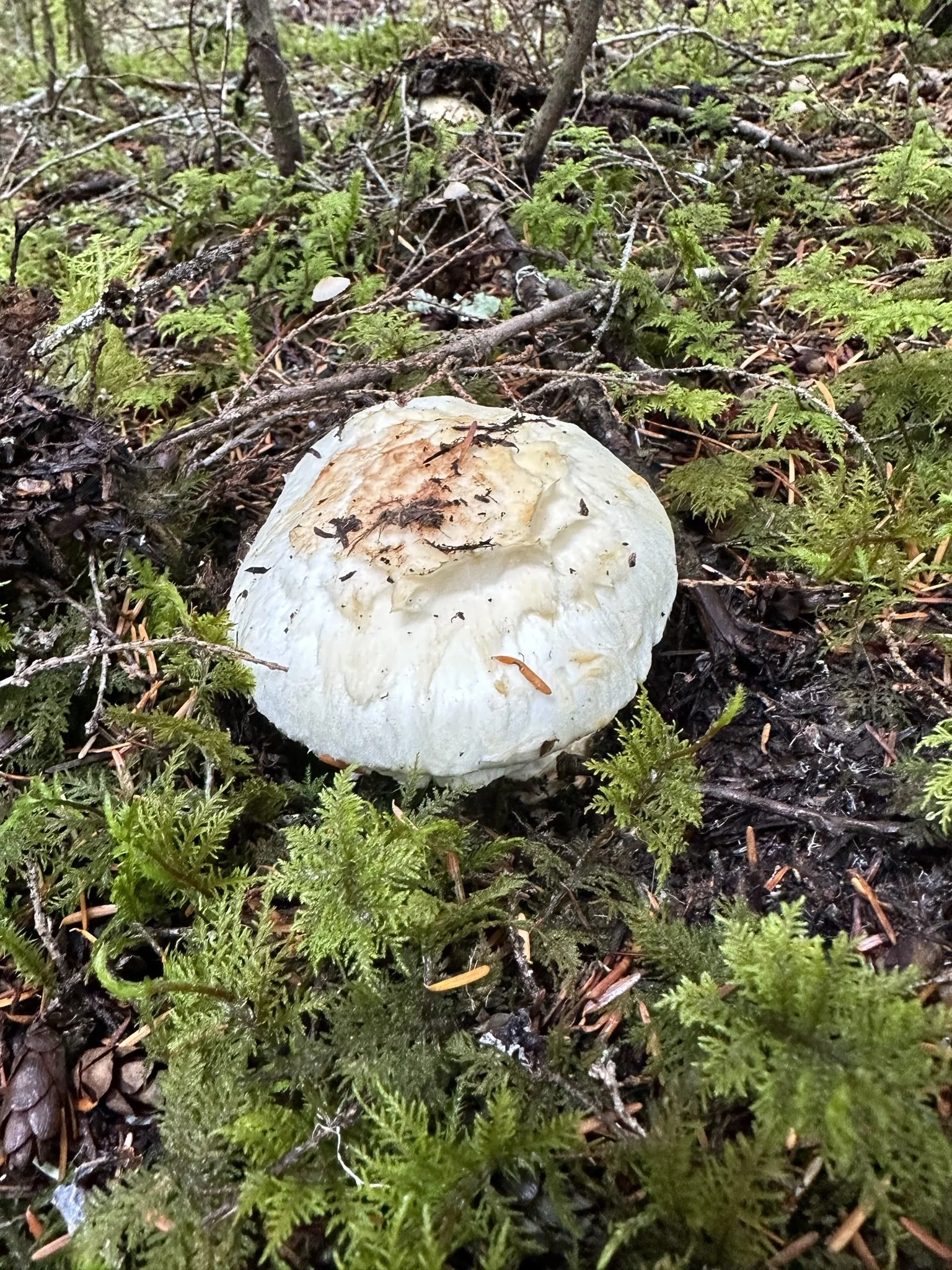 Matsutake pine mushrooms hiding in the moss .jpeg