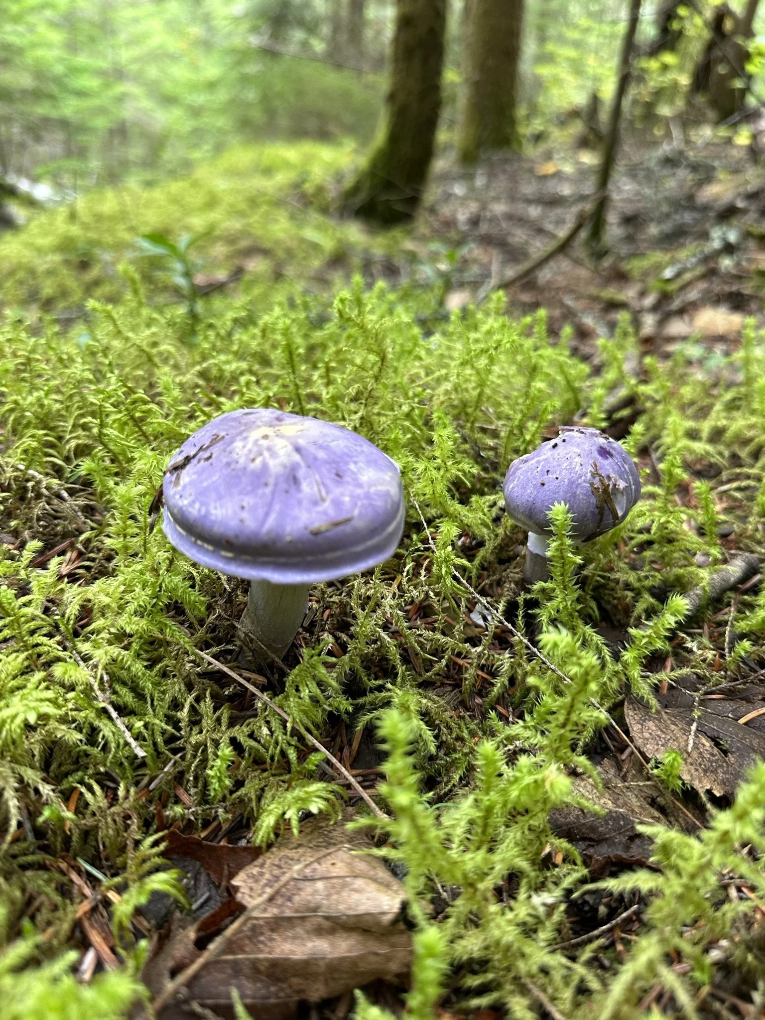 purple mushrooms on the Nemo Trail.jpeg