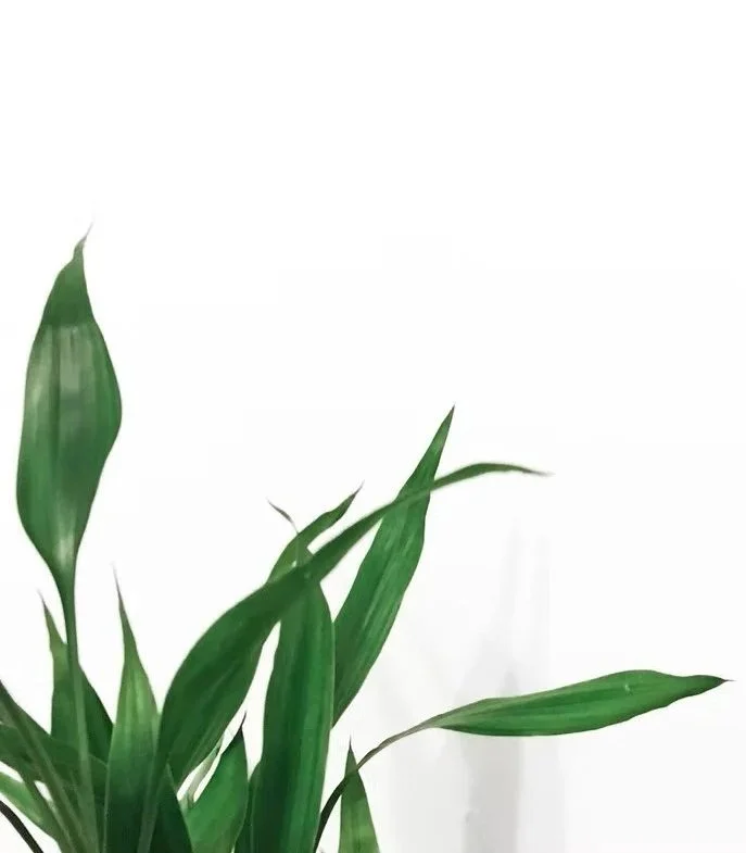 Green houseplant with elongated leaves against a white background.
