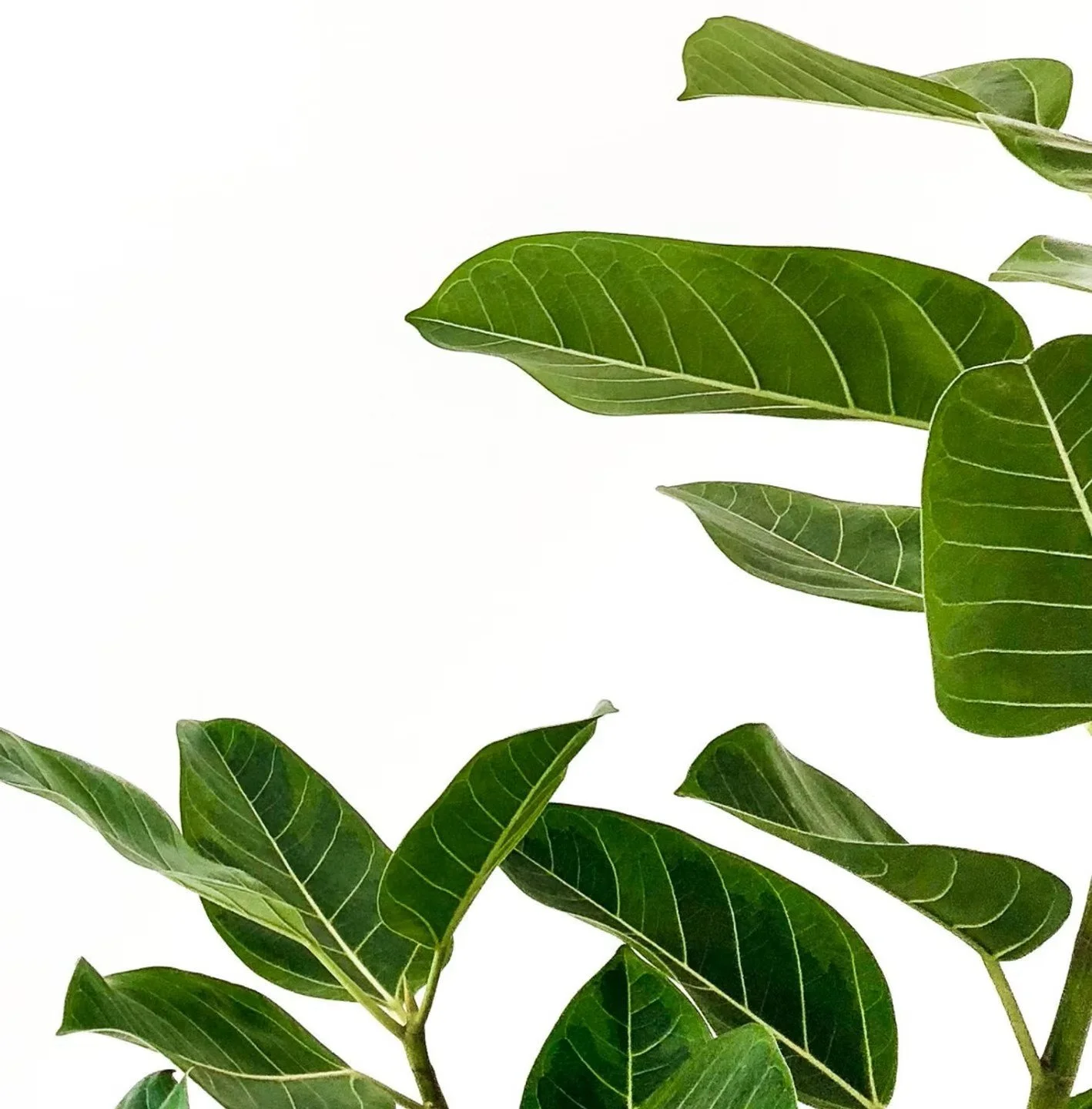 Close-up of green leaves with prominent veins against a white background.