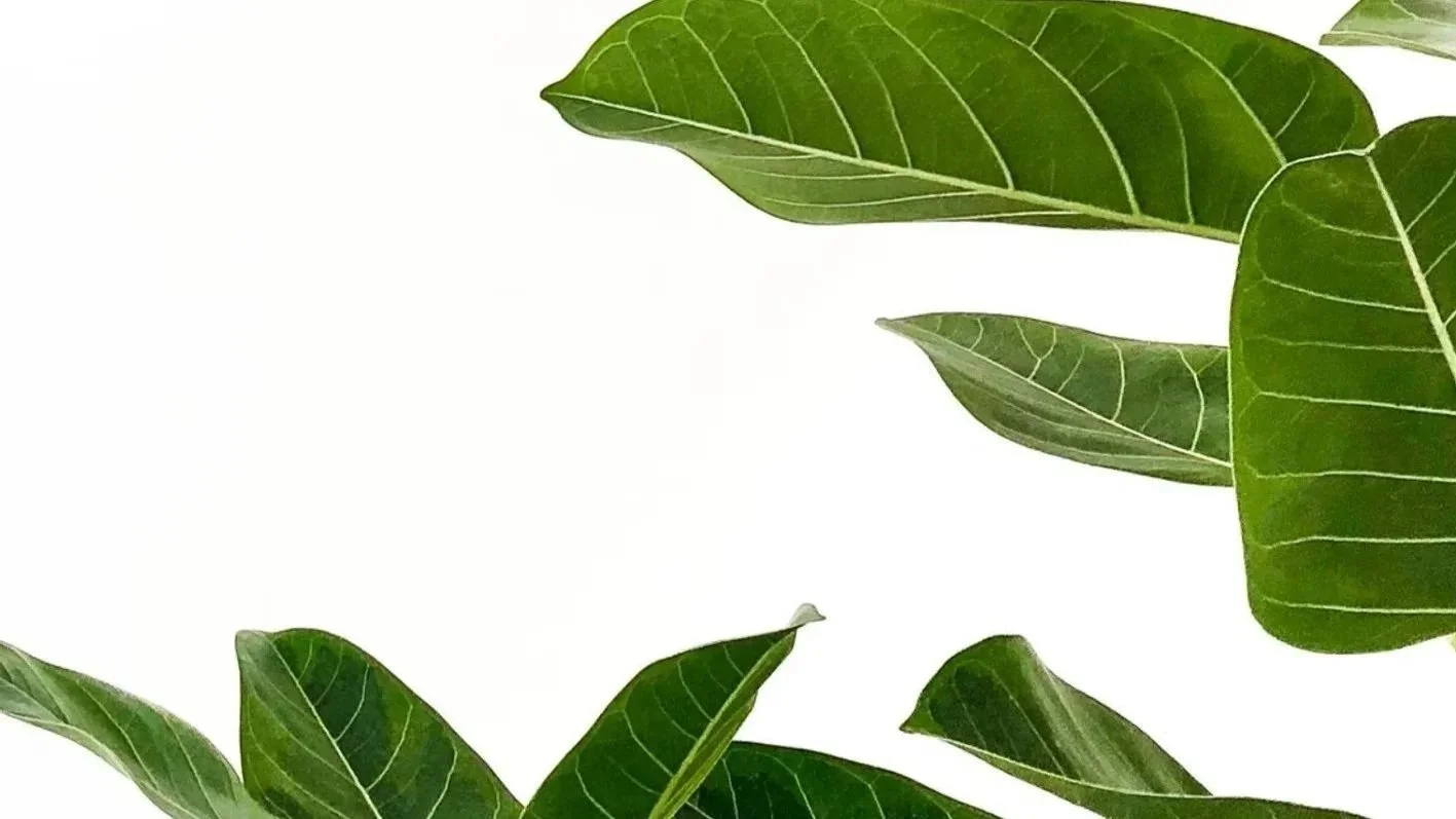 Green tropical leaves with prominent veins on a white background, framing the sides of the image.