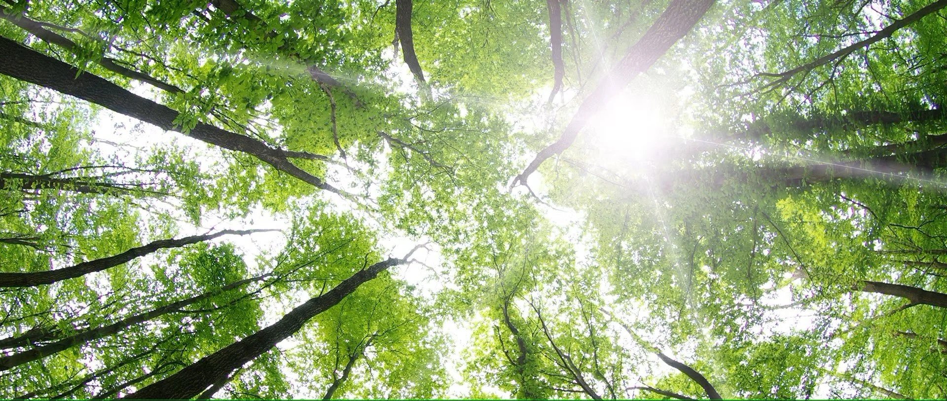 Sunlight filtering through the green leaves of tall trees in a forest canopy.