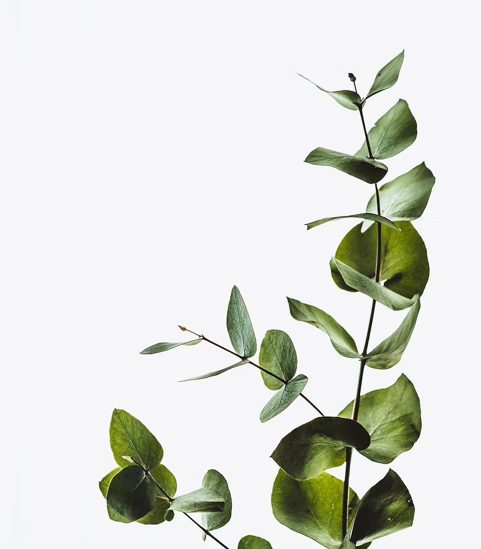 Green leafy plant branch on a plain light background