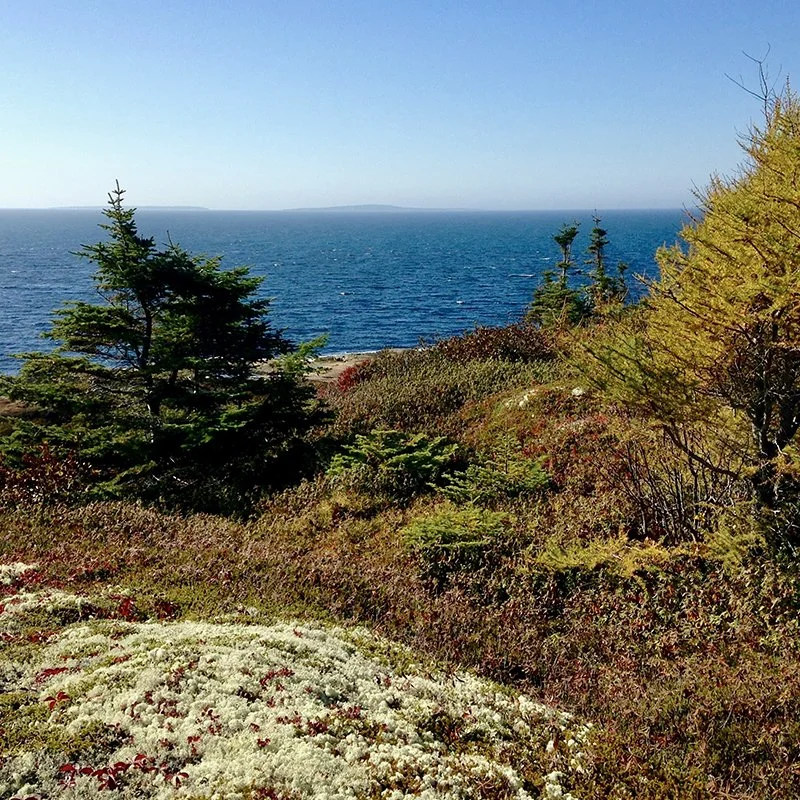 Une vue d'ensemble d'une côte rocheuse avec des arbres verts et jaunes, face à un océan bleu clair sous un ciel clair.