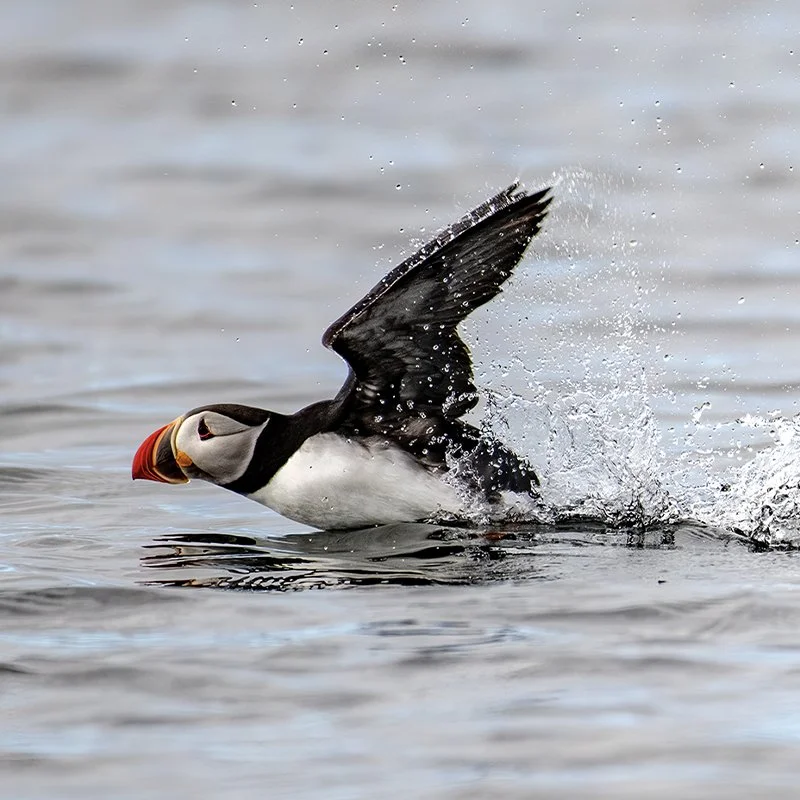 Un puffin plonge dans l'eau, créant des éclaboussures, avec derrière un fond flou et calme.