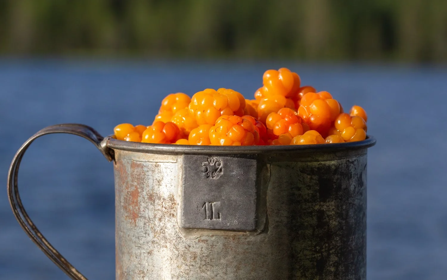 Un vieux seau en métal rouillé rempli de baies orange, avec un fond flou d'eau et de végétation.